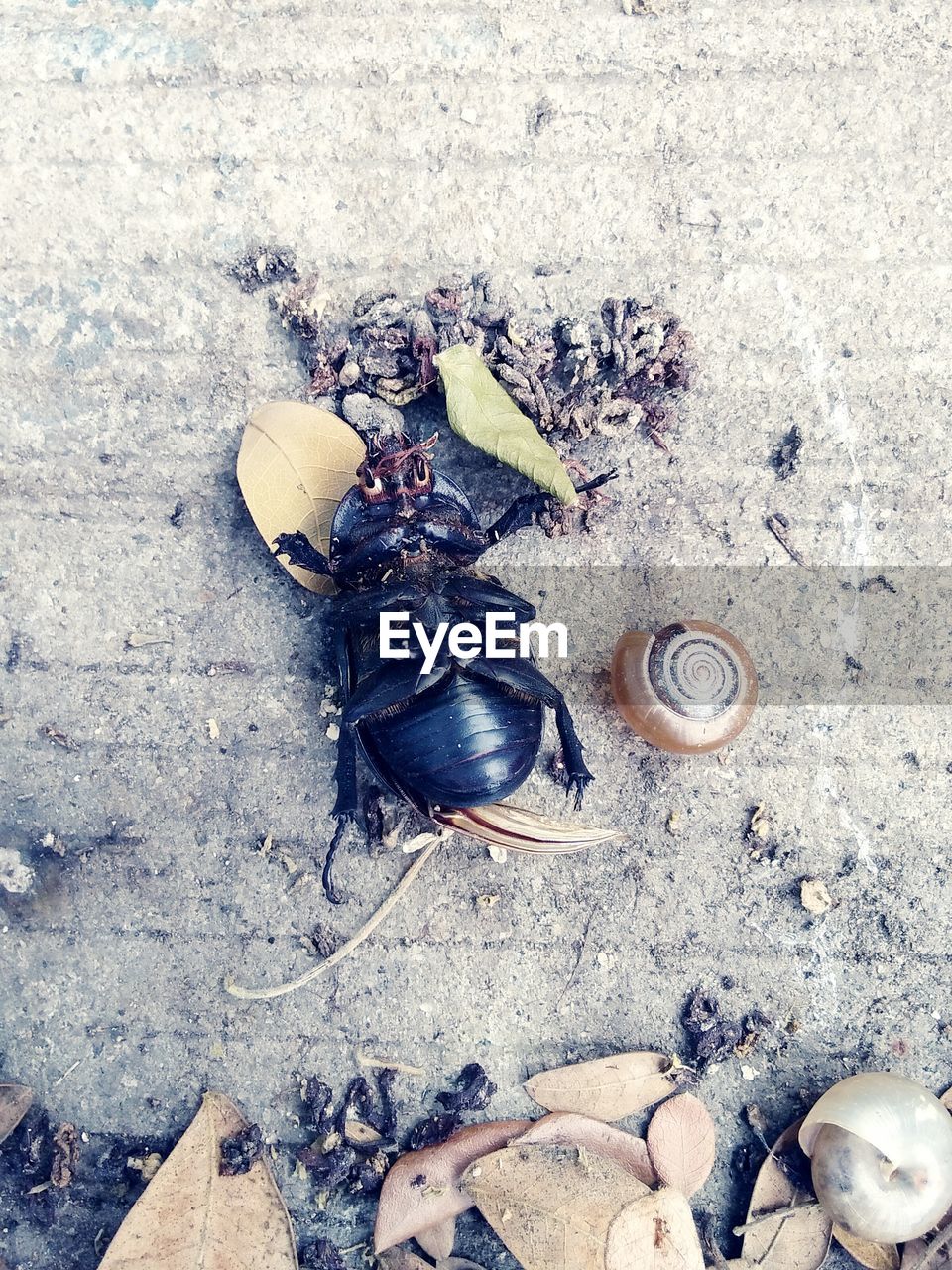 Close-up of bug on ground