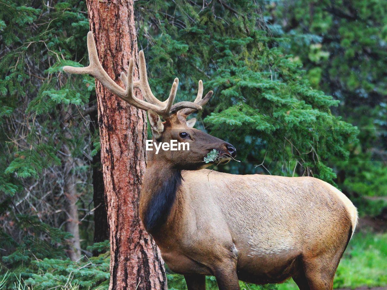 Reindeer eating leaves at forest