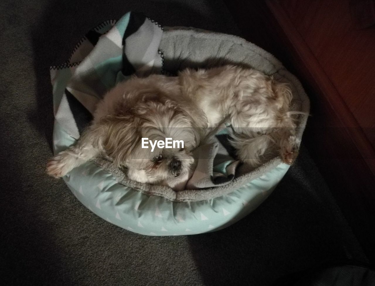 HIGH ANGLE VIEW OF DOG SLEEPING ON BLANKET