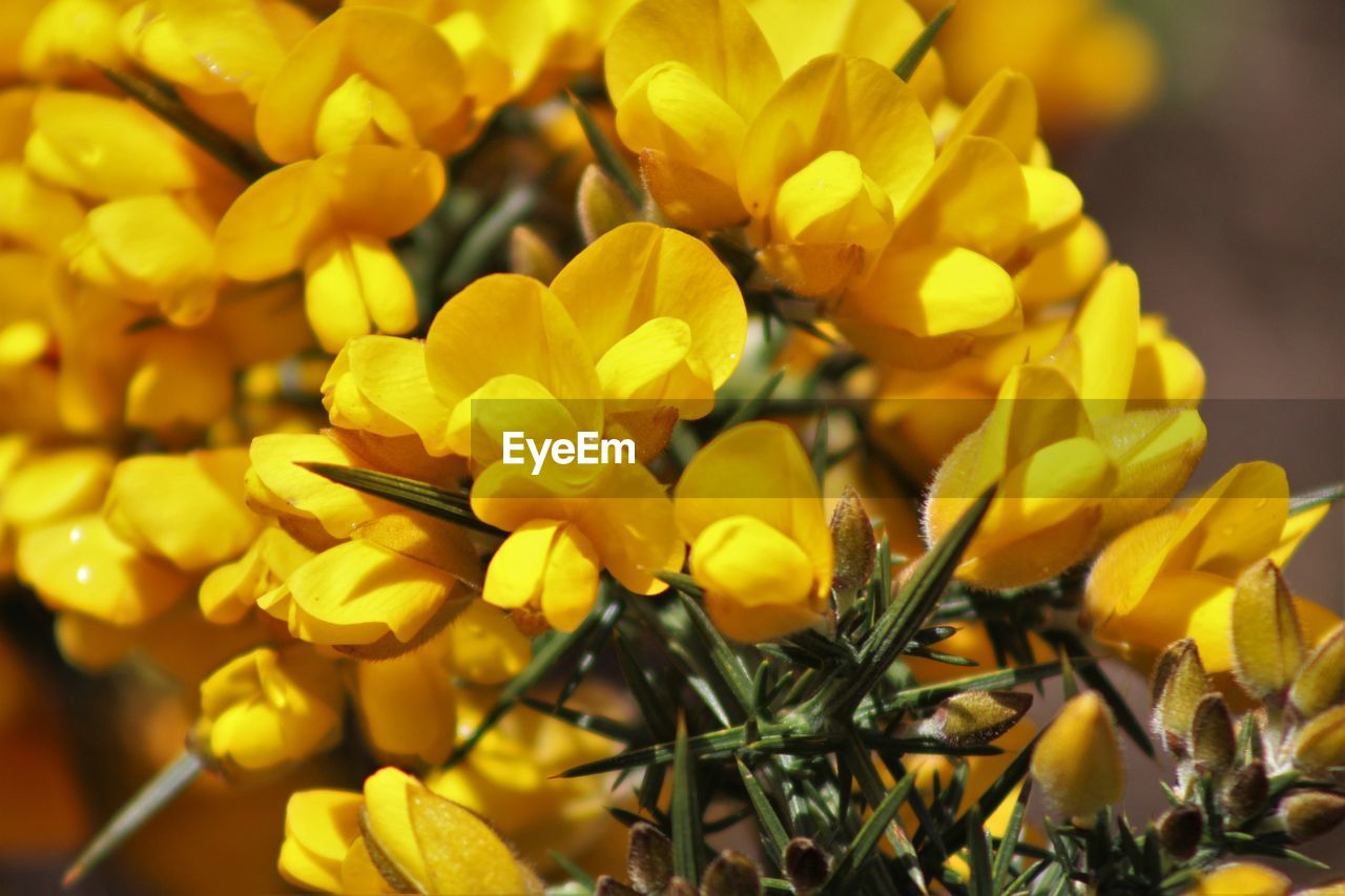 Close-up of yellow flowers