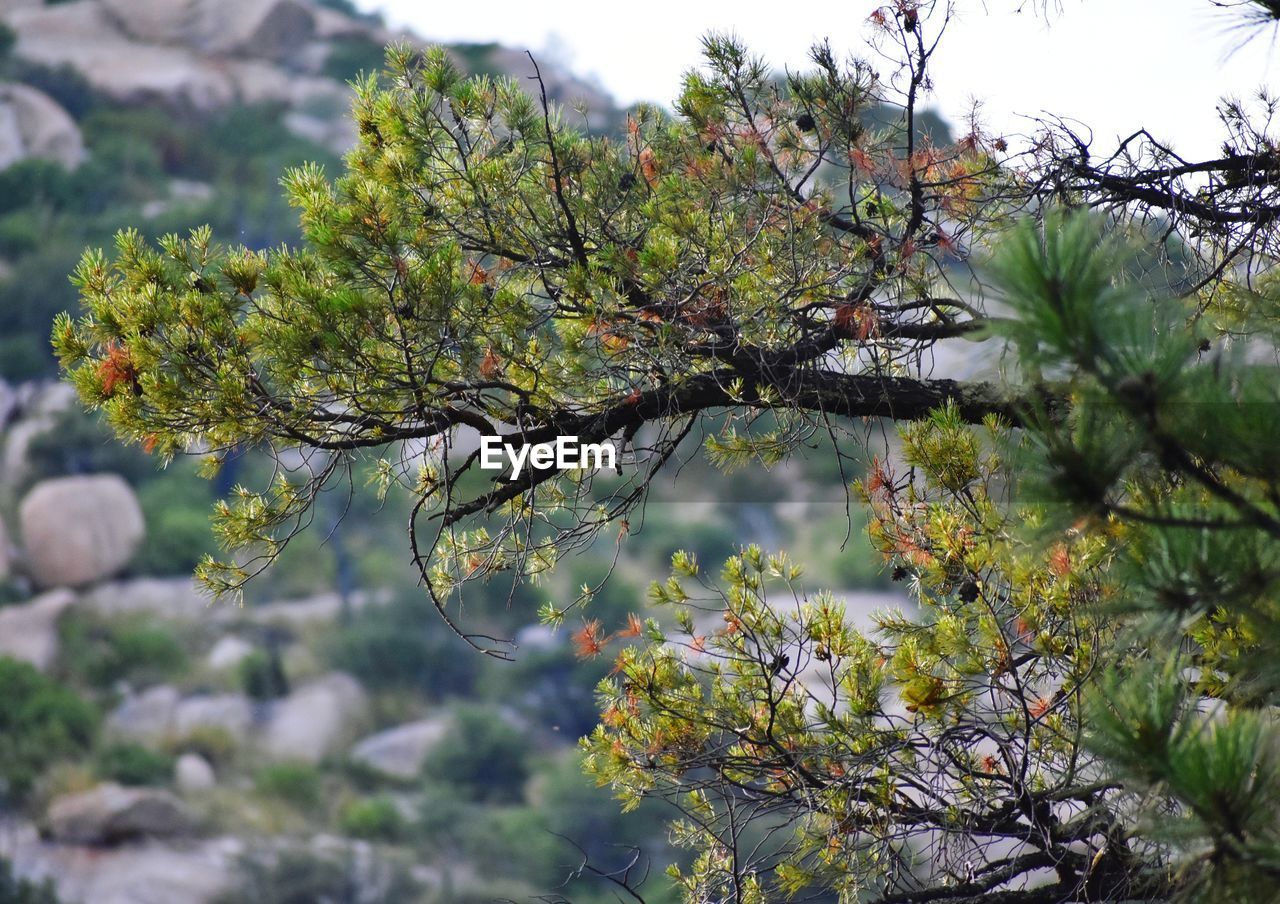 CLOSE-UP OF PLANT AGAINST TREE