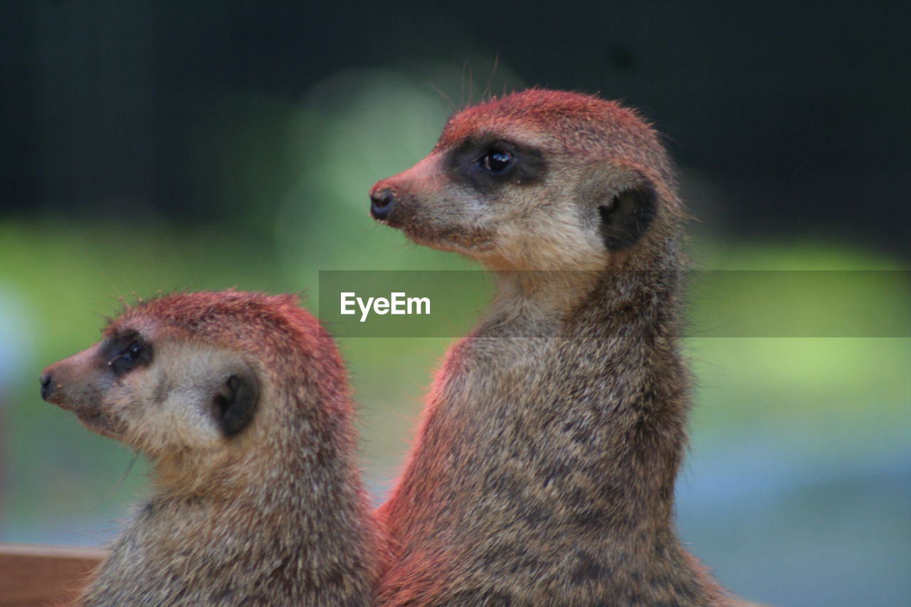 Close-up of meerkats on field