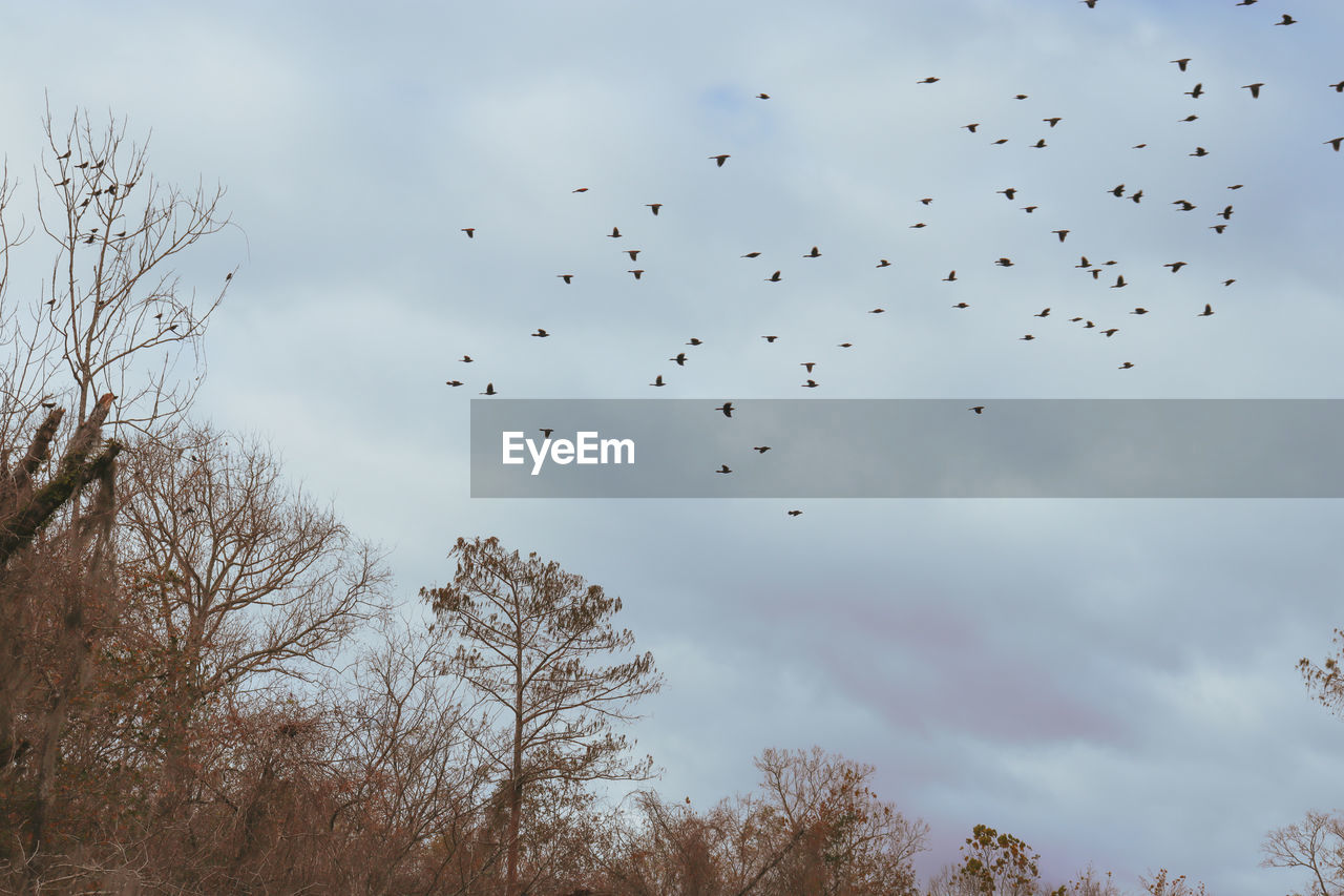 LOW ANGLE VIEW OF BIRDS FLYING