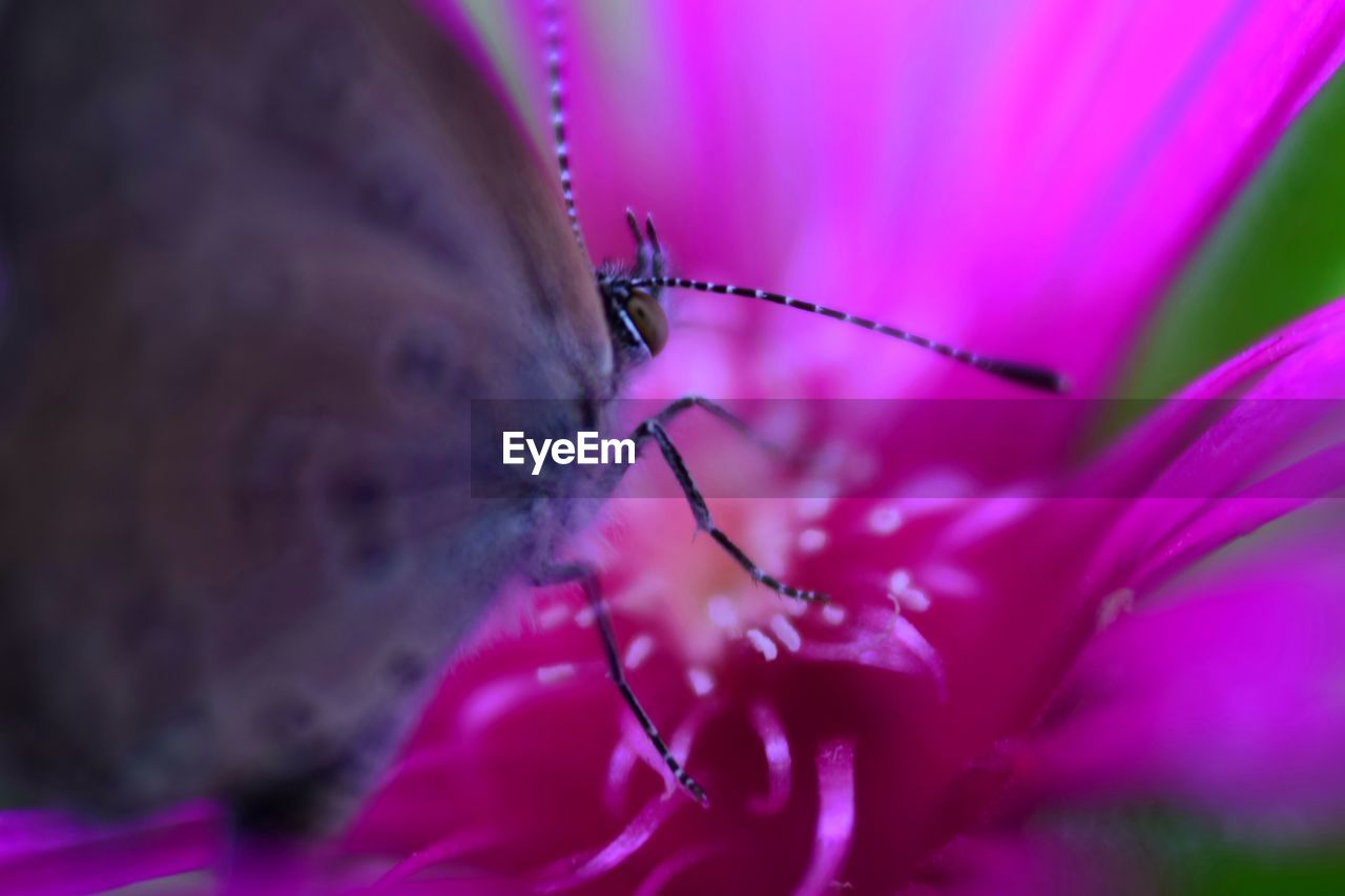 Close-up of insect on purple flower