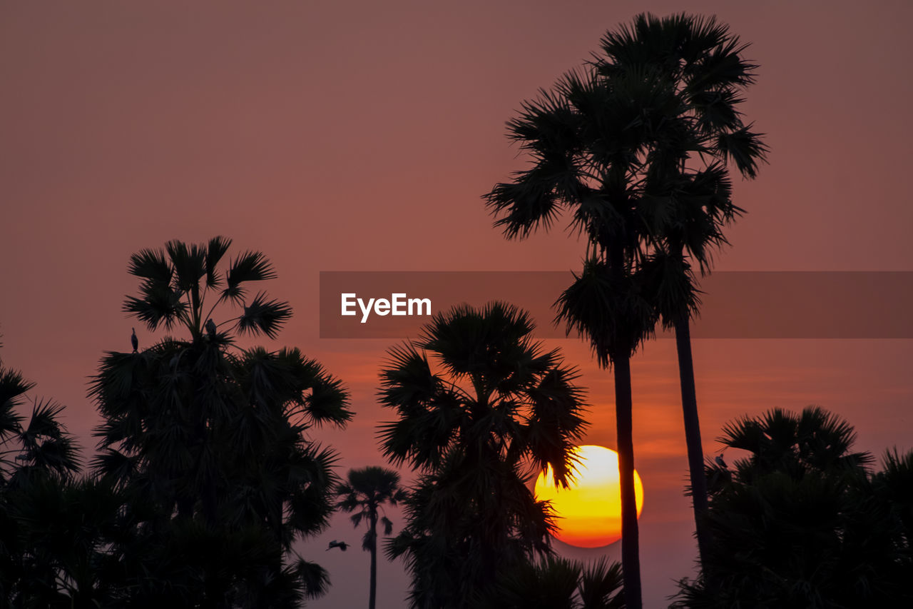 Silhouette palm tree sunset. tropical sunset background