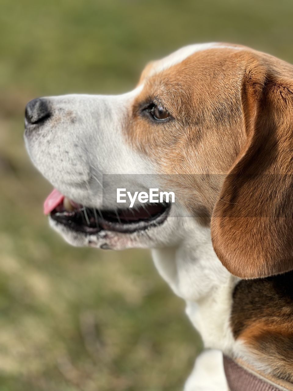 Close-up of dog beagle