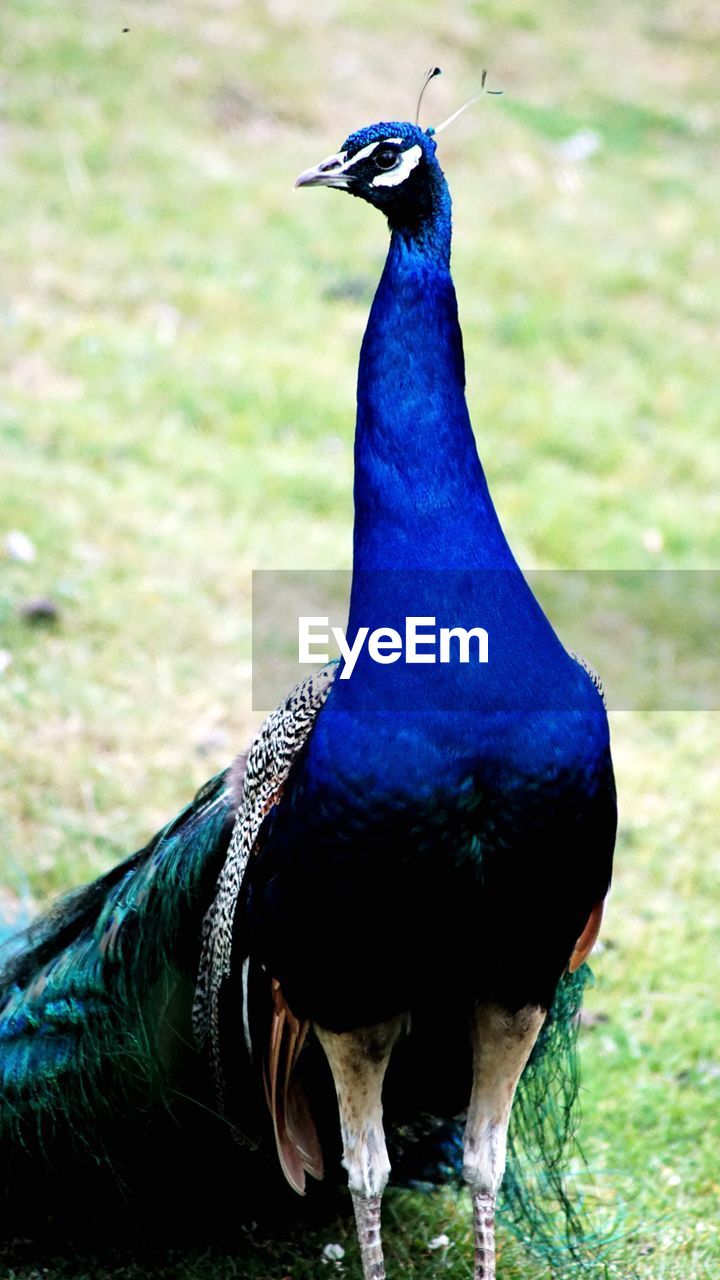 CLOSE-UP OF PEACOCK ON ROCK