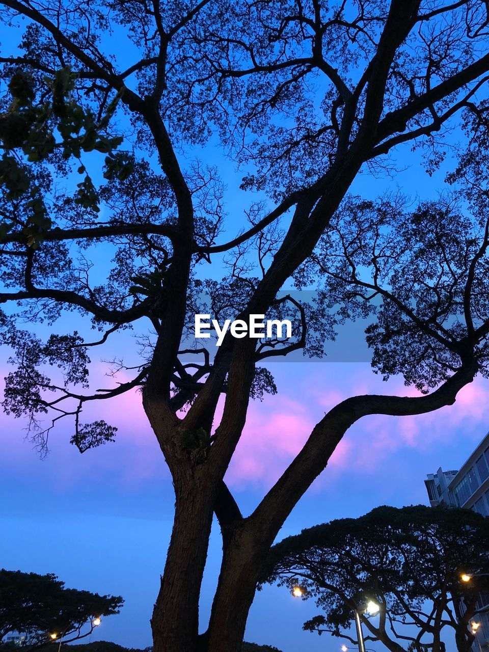 LOW ANGLE VIEW OF SILHOUETTE BARE TREE AGAINST SKY