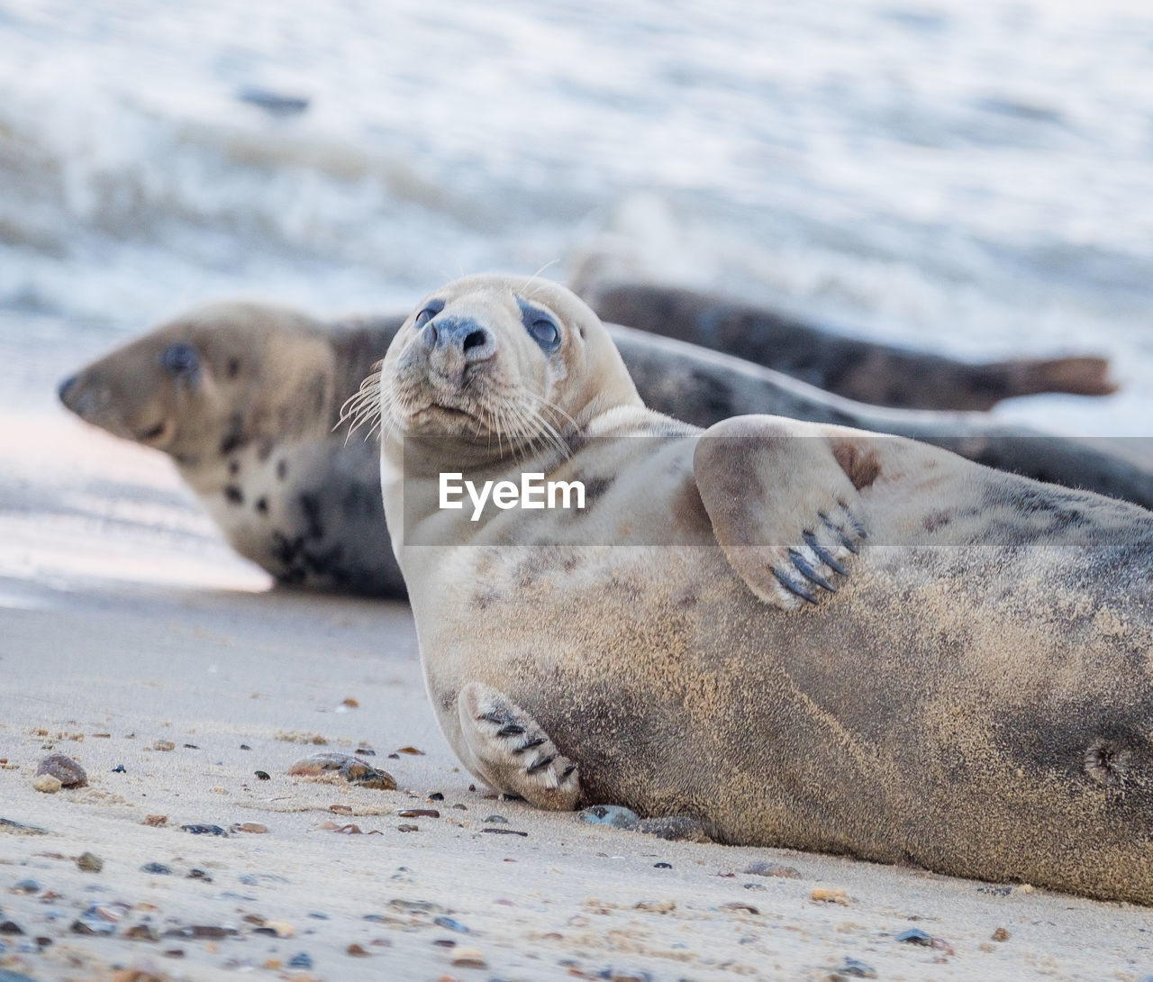 Seals on the beach