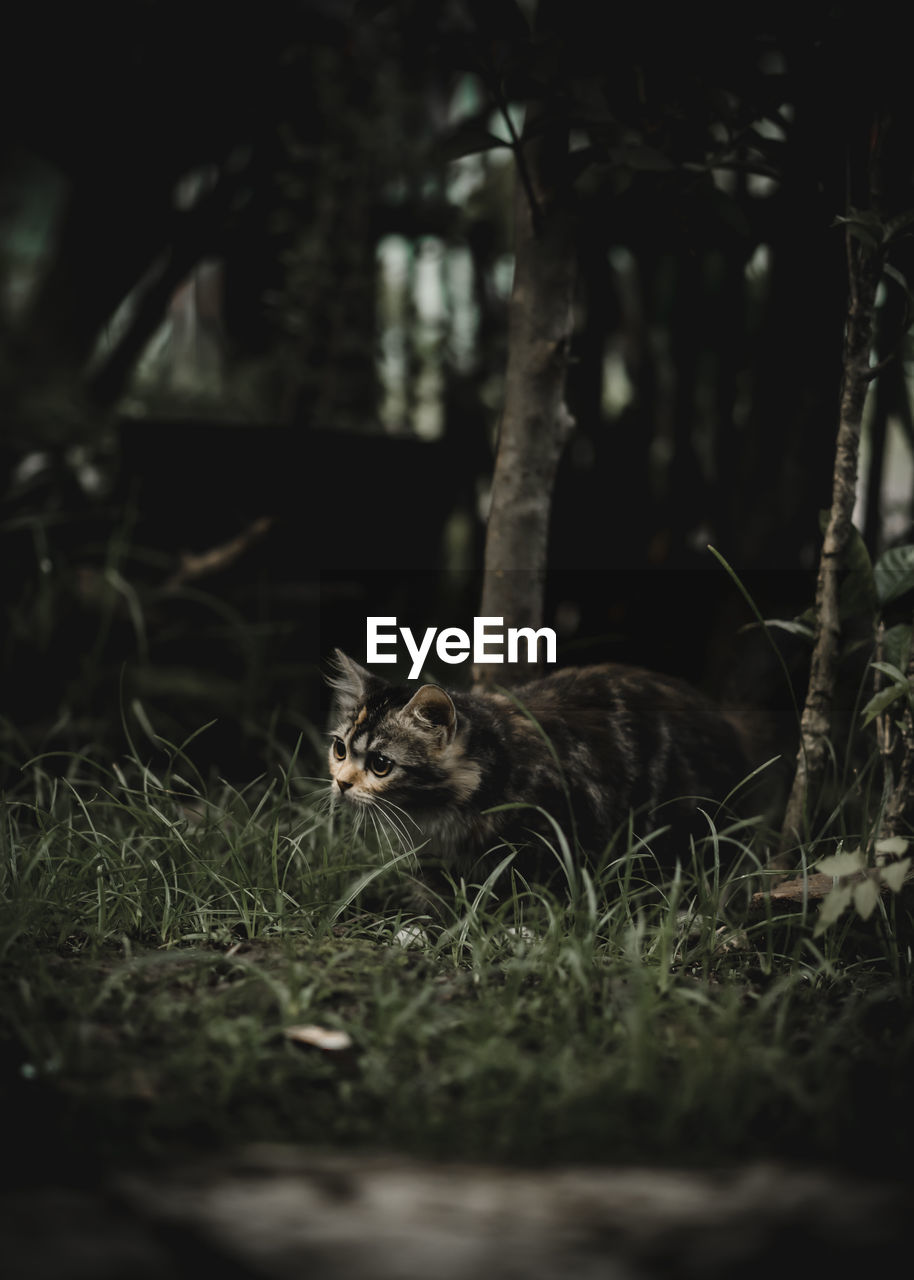 CAT LYING ON A FIELD