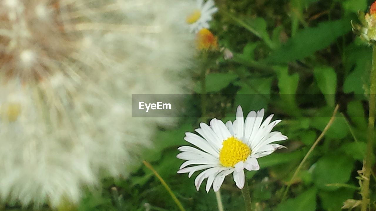 CLOSE-UP OF WHITE DAISY FLOWERS