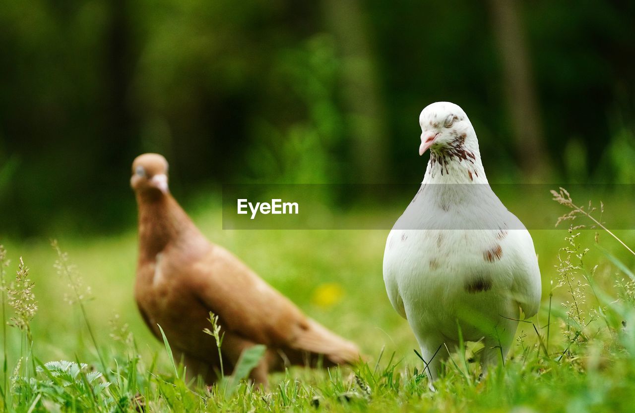 Close-up of birds on grass