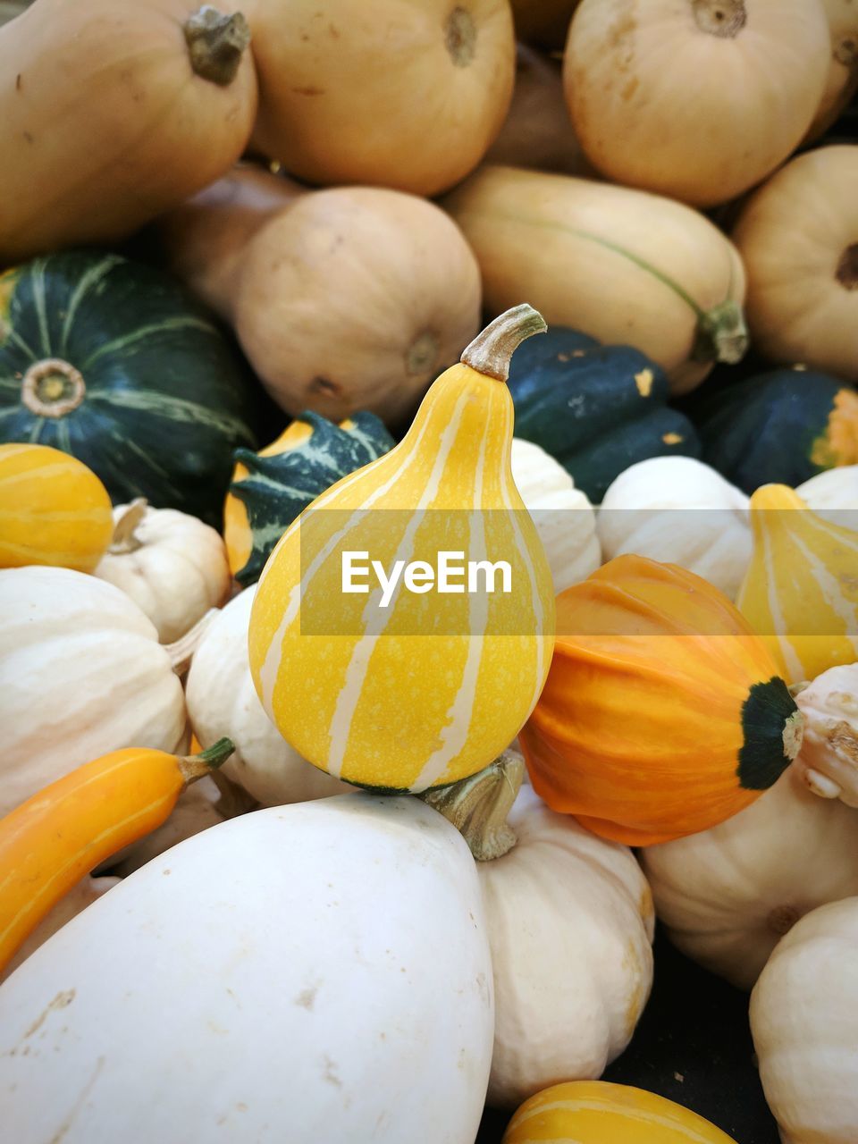 FULL FRAME SHOT OF PUMPKINS FOR SALE