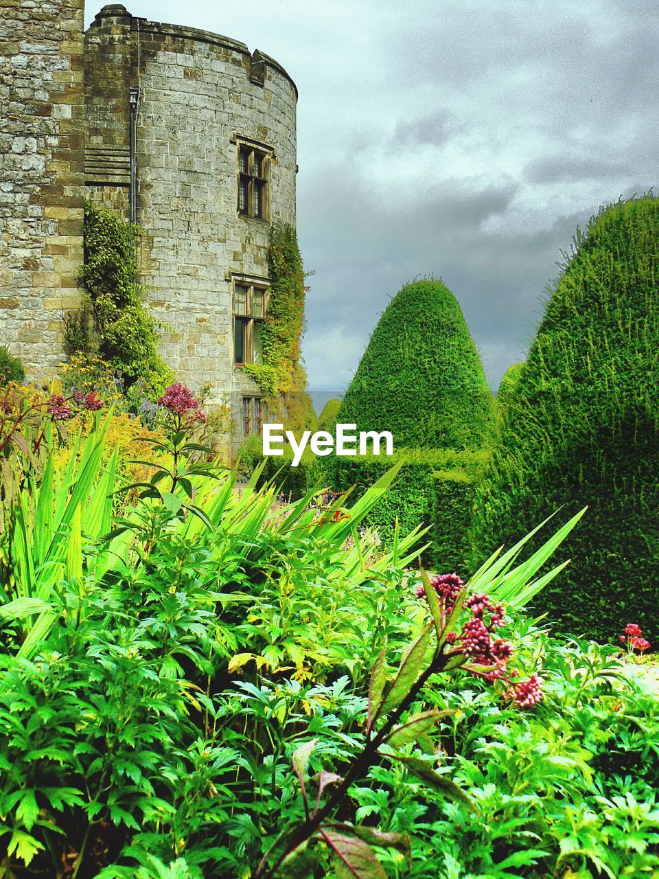 VIEW OF PLANTS AGAINST SKY