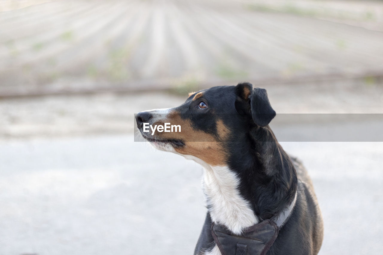 CLOSE-UP OF DOG LOOKING AWAY OUTDOORS