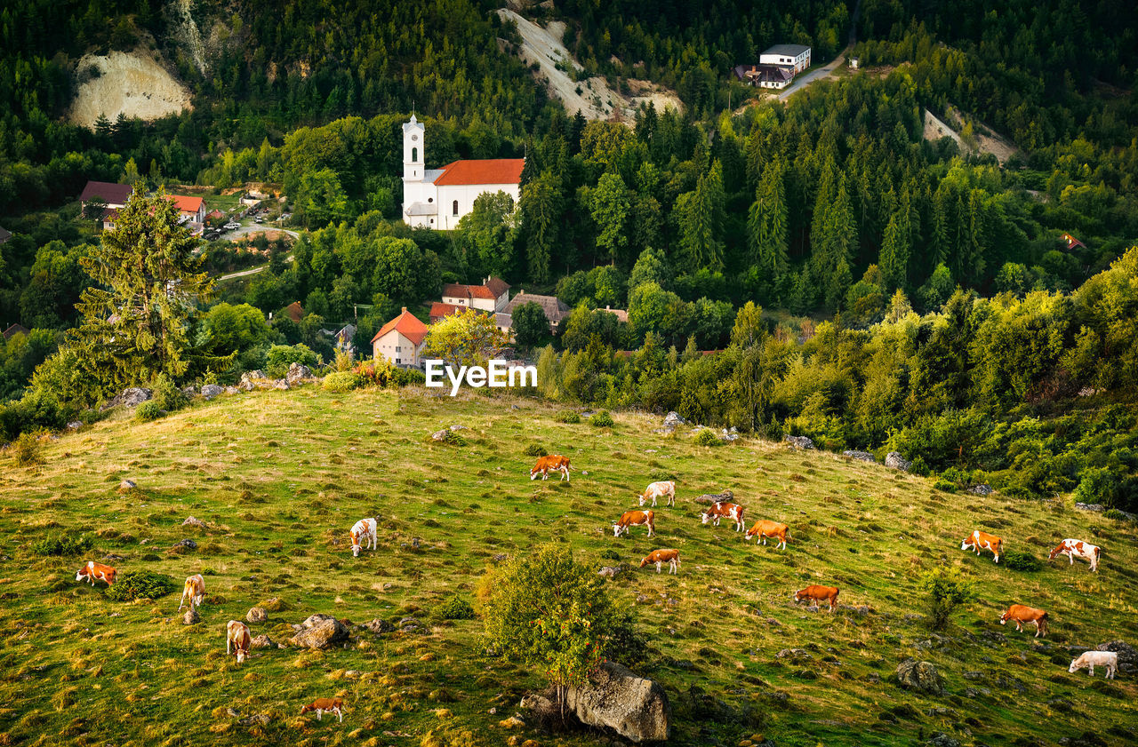 Cows grazing on mountain pasture by village