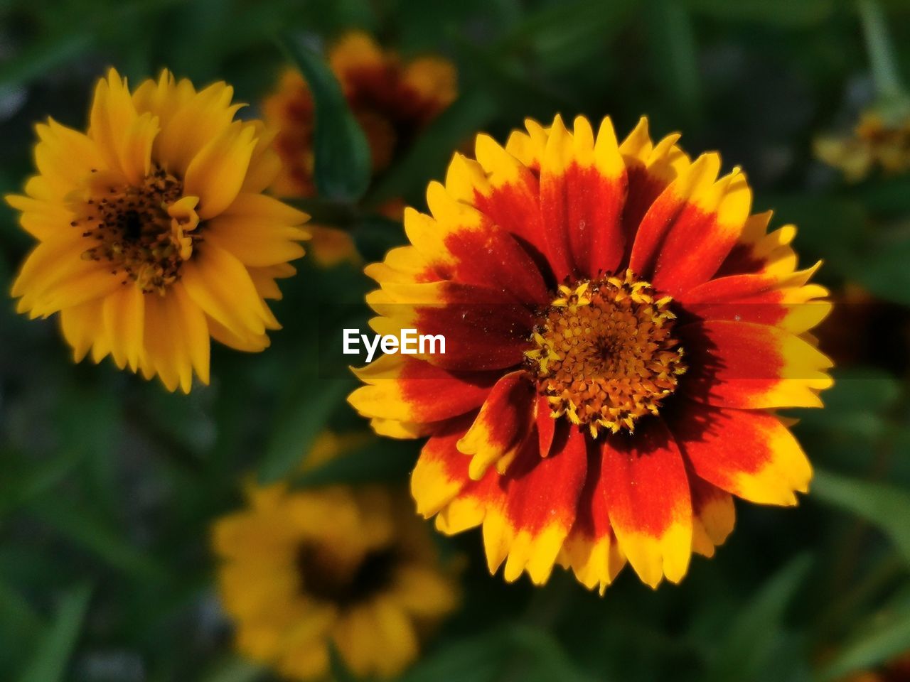 Close-up of orange flower