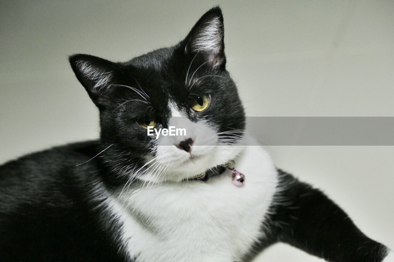 CLOSE-UP PORTRAIT OF A CAT OVER WHITE BACKGROUND