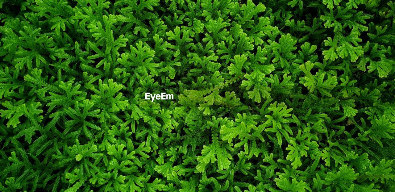 FULL FRAME SHOT OF FRESH GREEN PLANTS IN FIELD