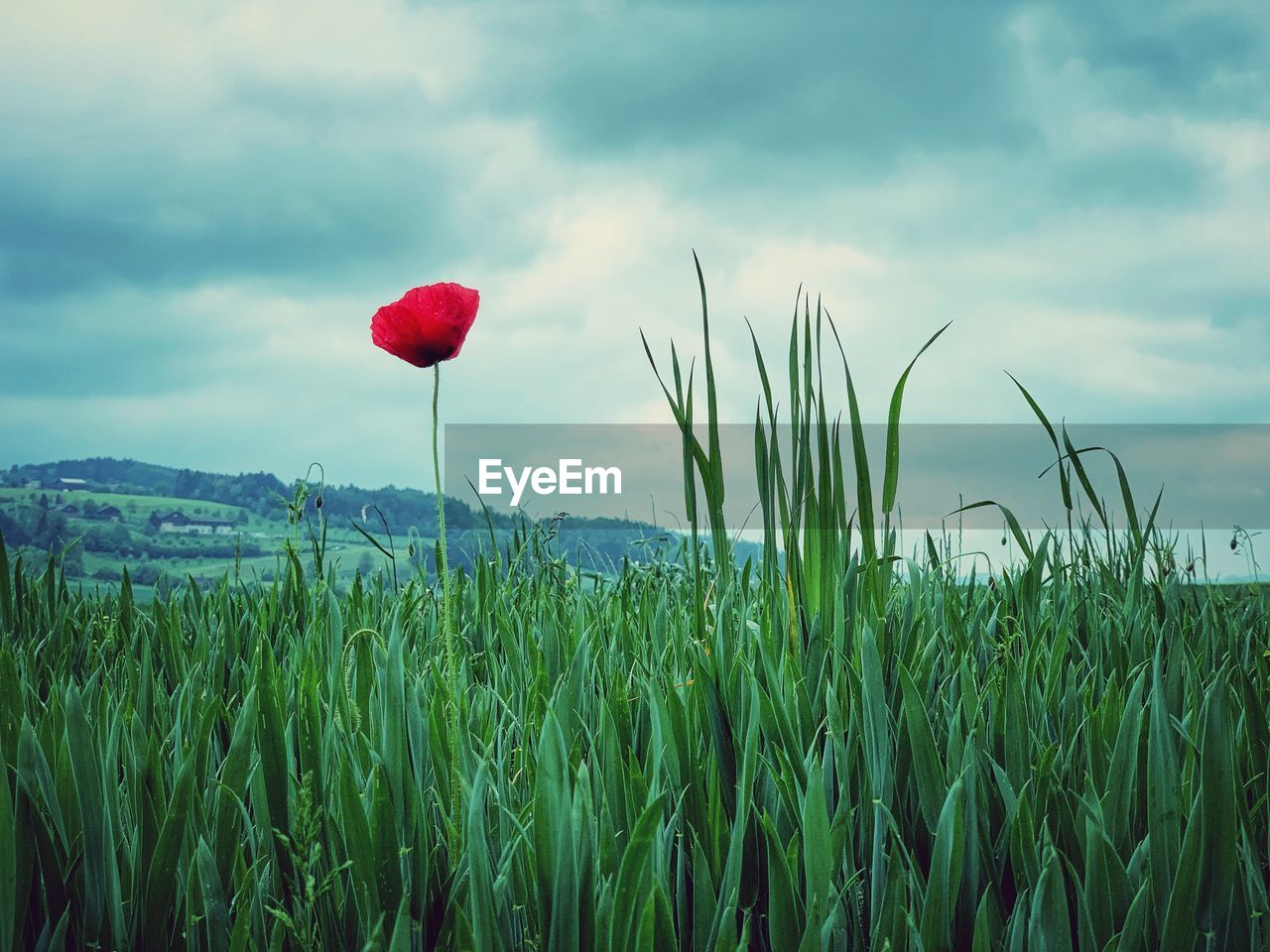 Plants growing on field against sky