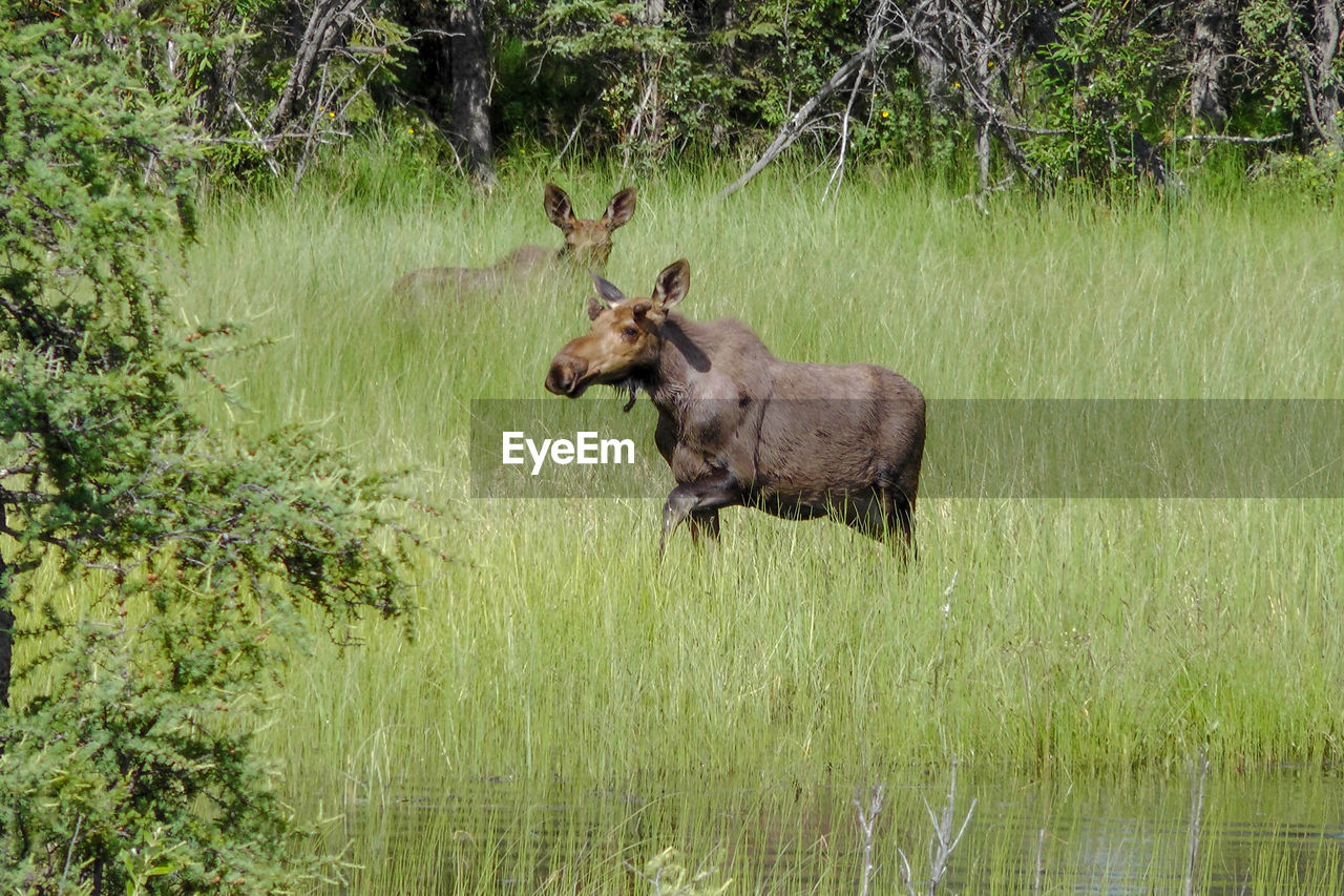 Moose in a field in front of a forest