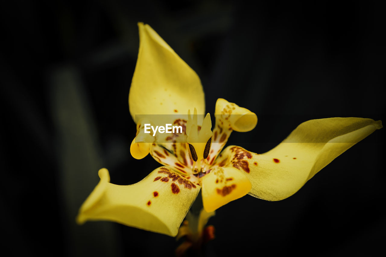 Close-up of yellow flower