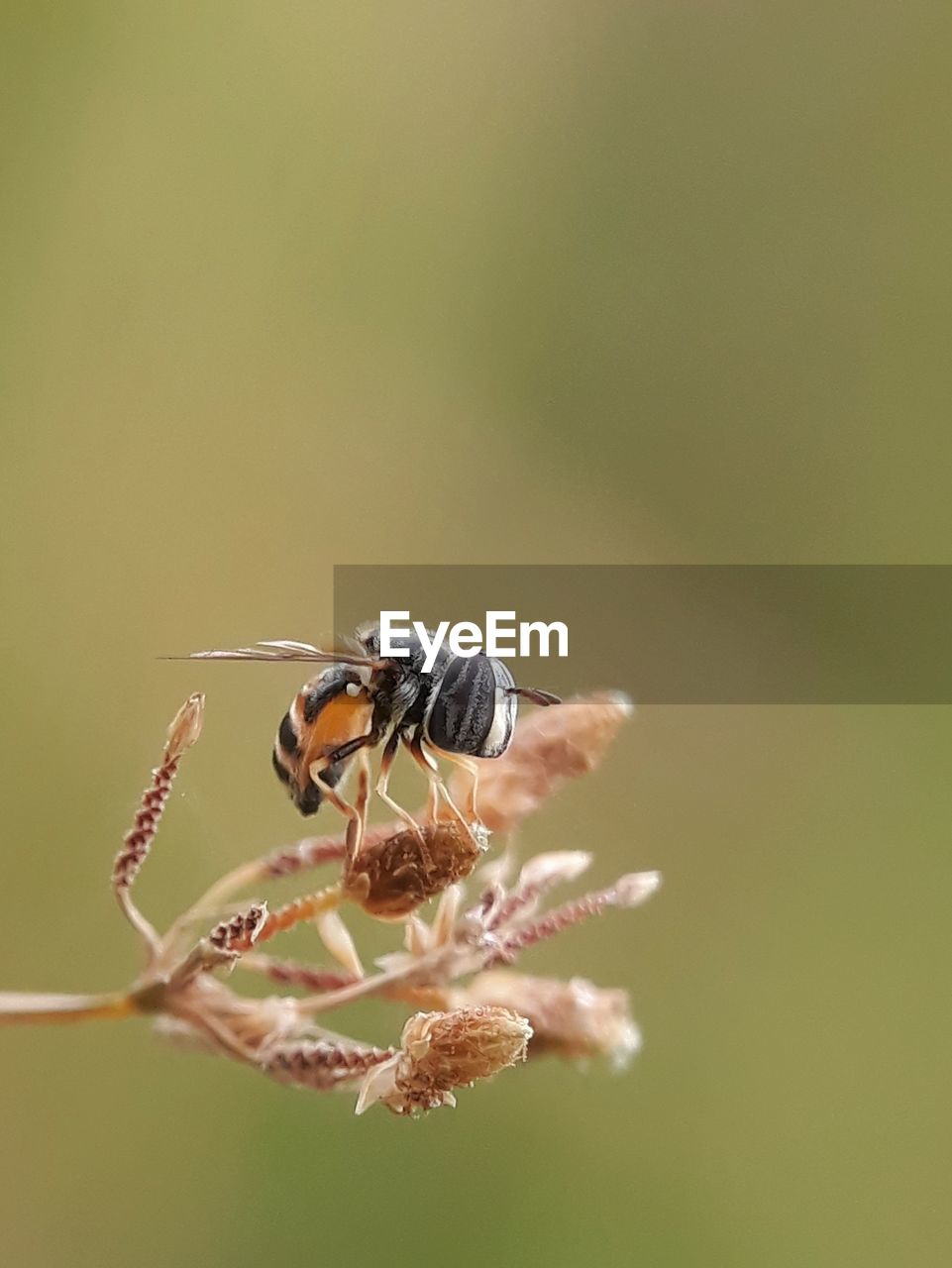 CLOSE-UP OF INSECT POLLINATING FLOWER