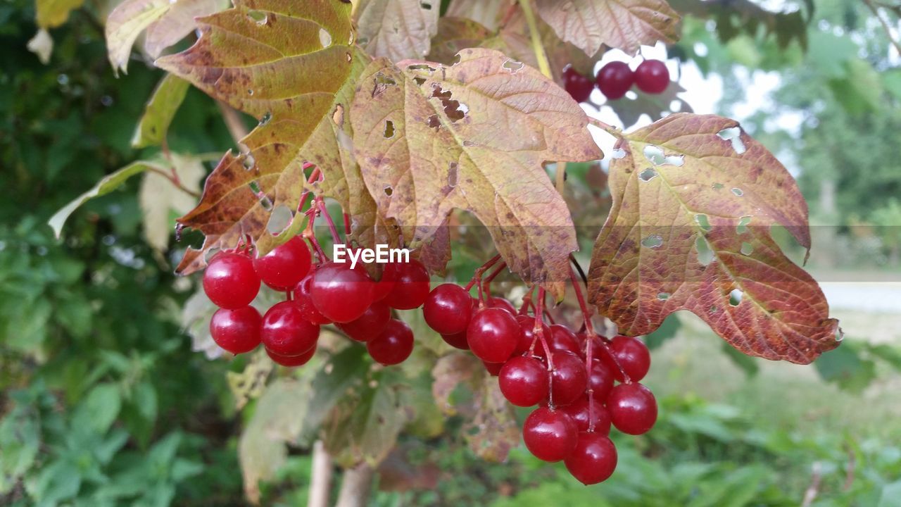 CLOSE-UP OF CHERRIES ON BRANCH
