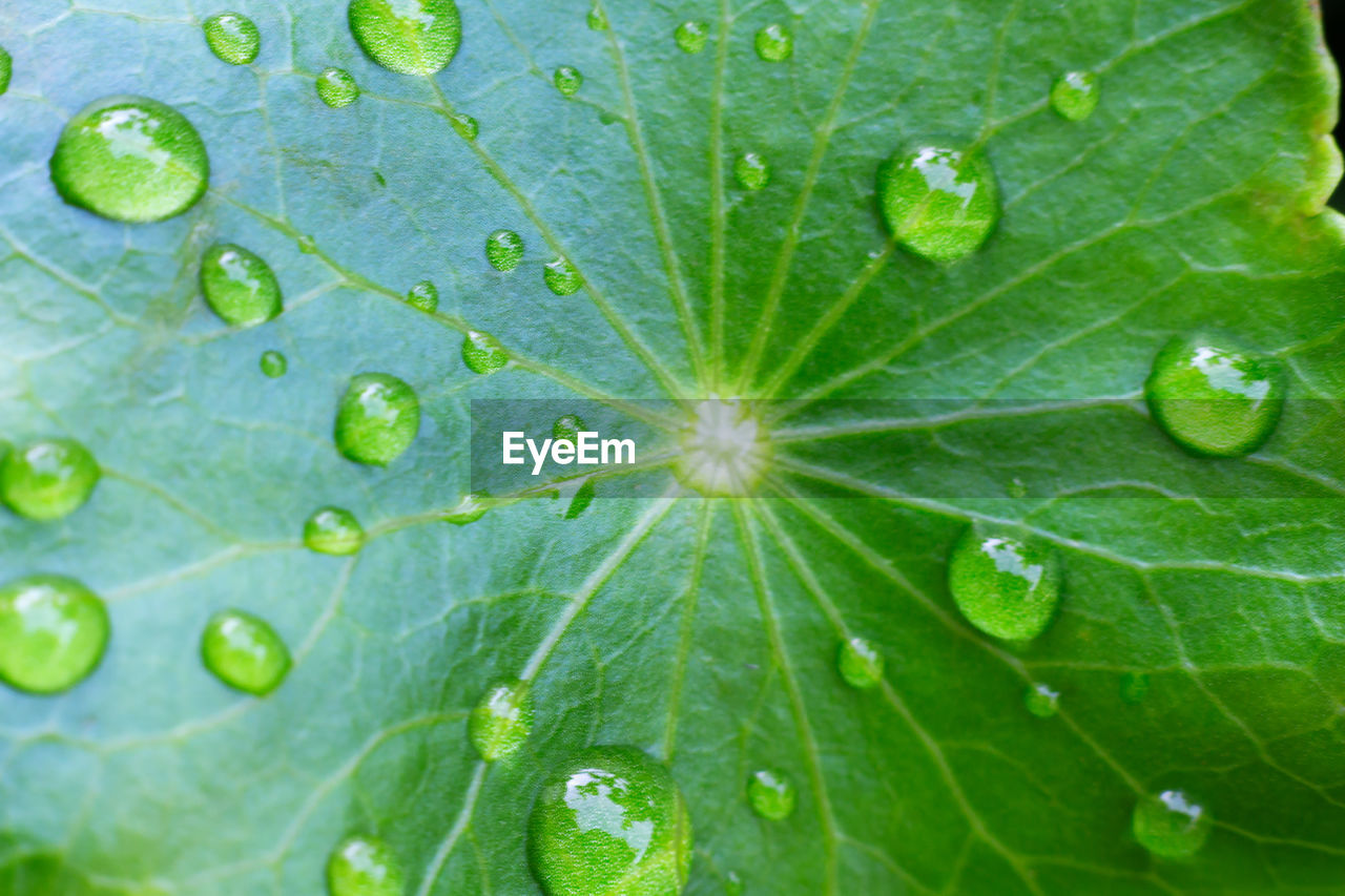 Macro shot of water drops on leaves