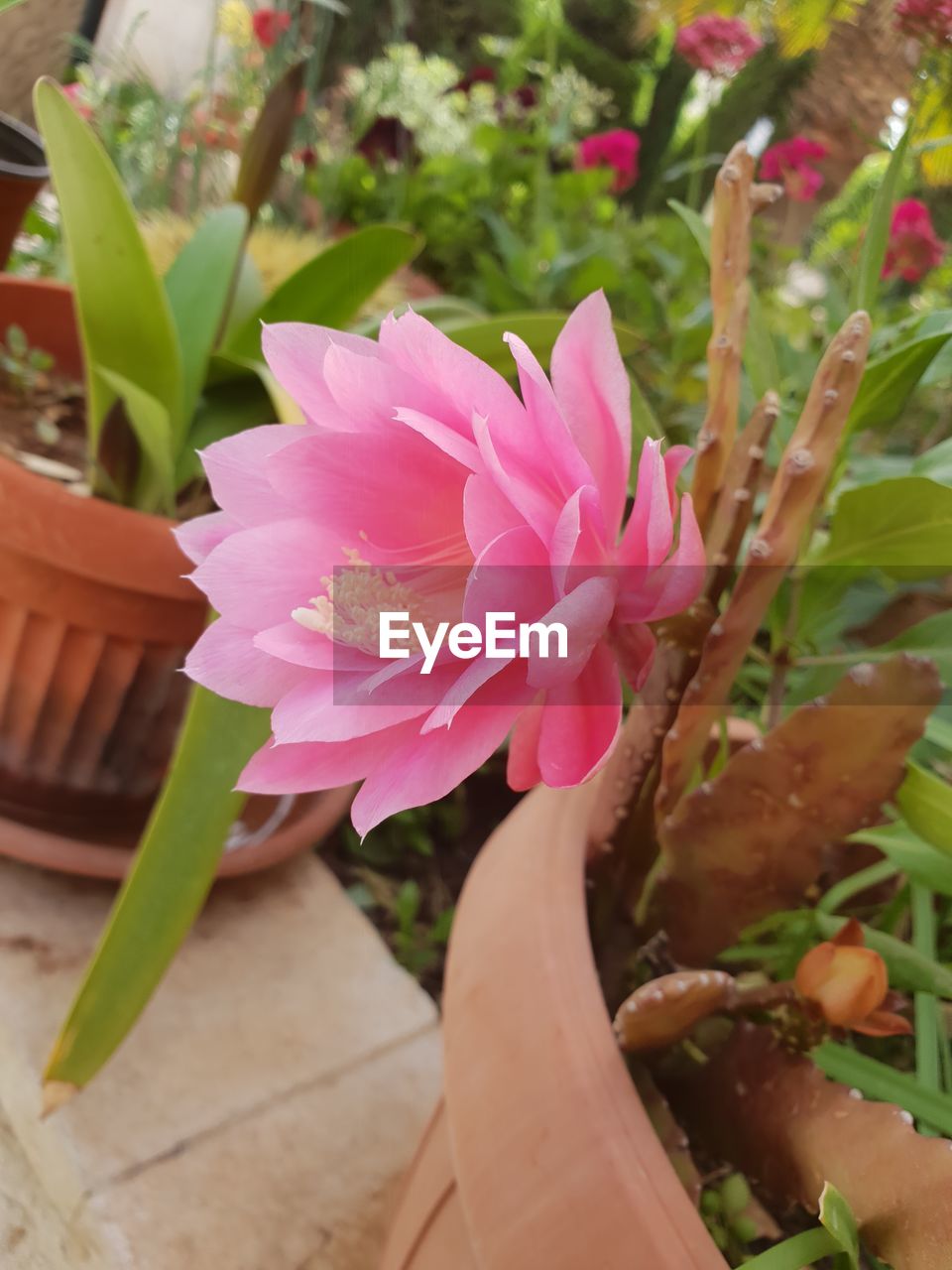 CLOSE-UP OF PINK ROSE FLOWER