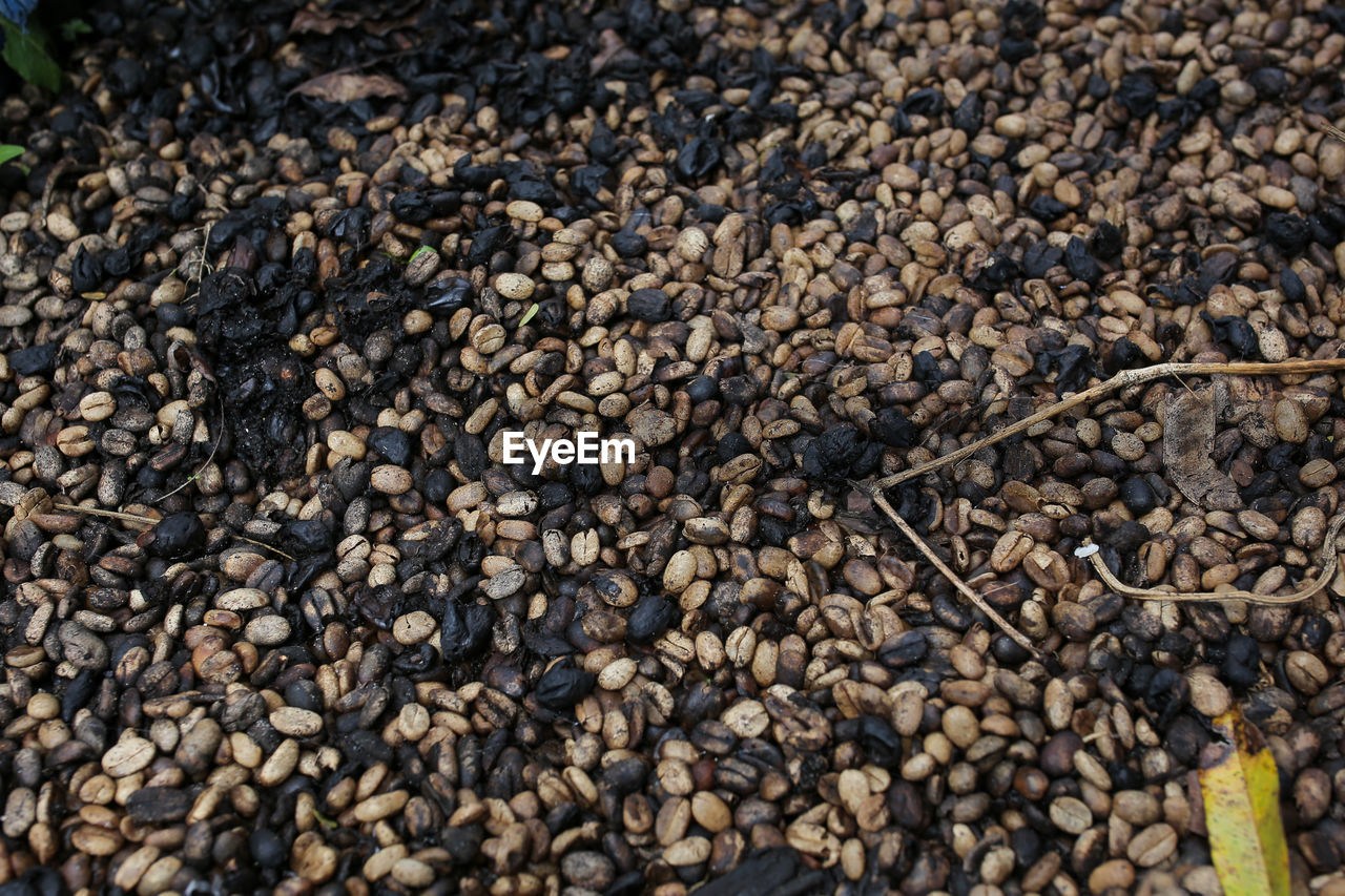 Coffee beans that are rotten and not good anymore