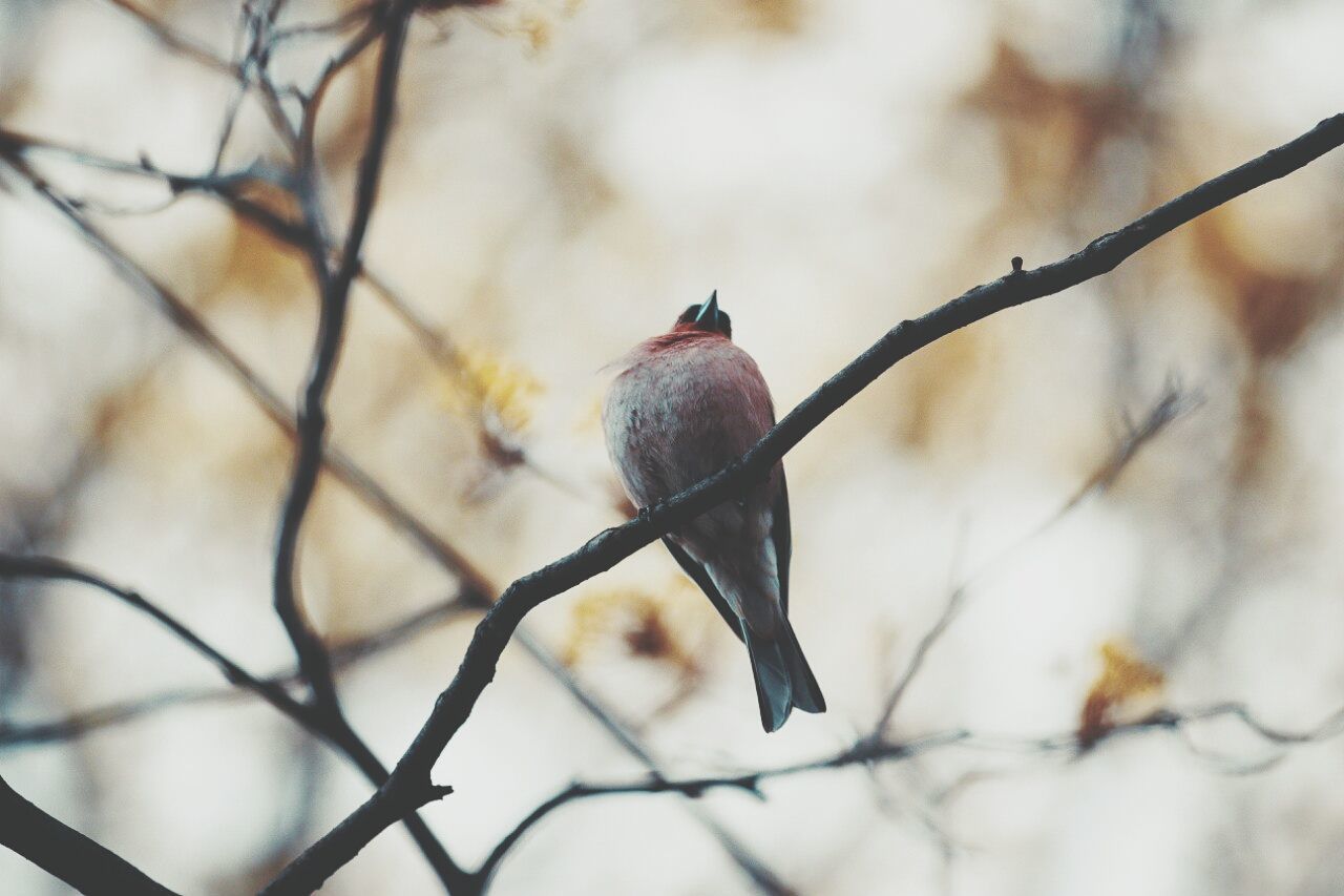 Bird on branch against blurred background