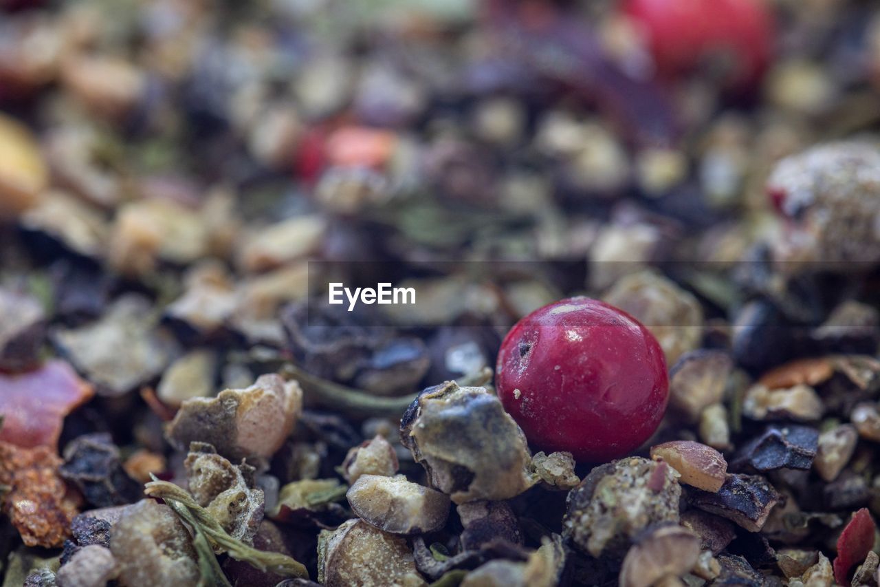 CLOSE-UP OF STRAWBERRY ON FIELD