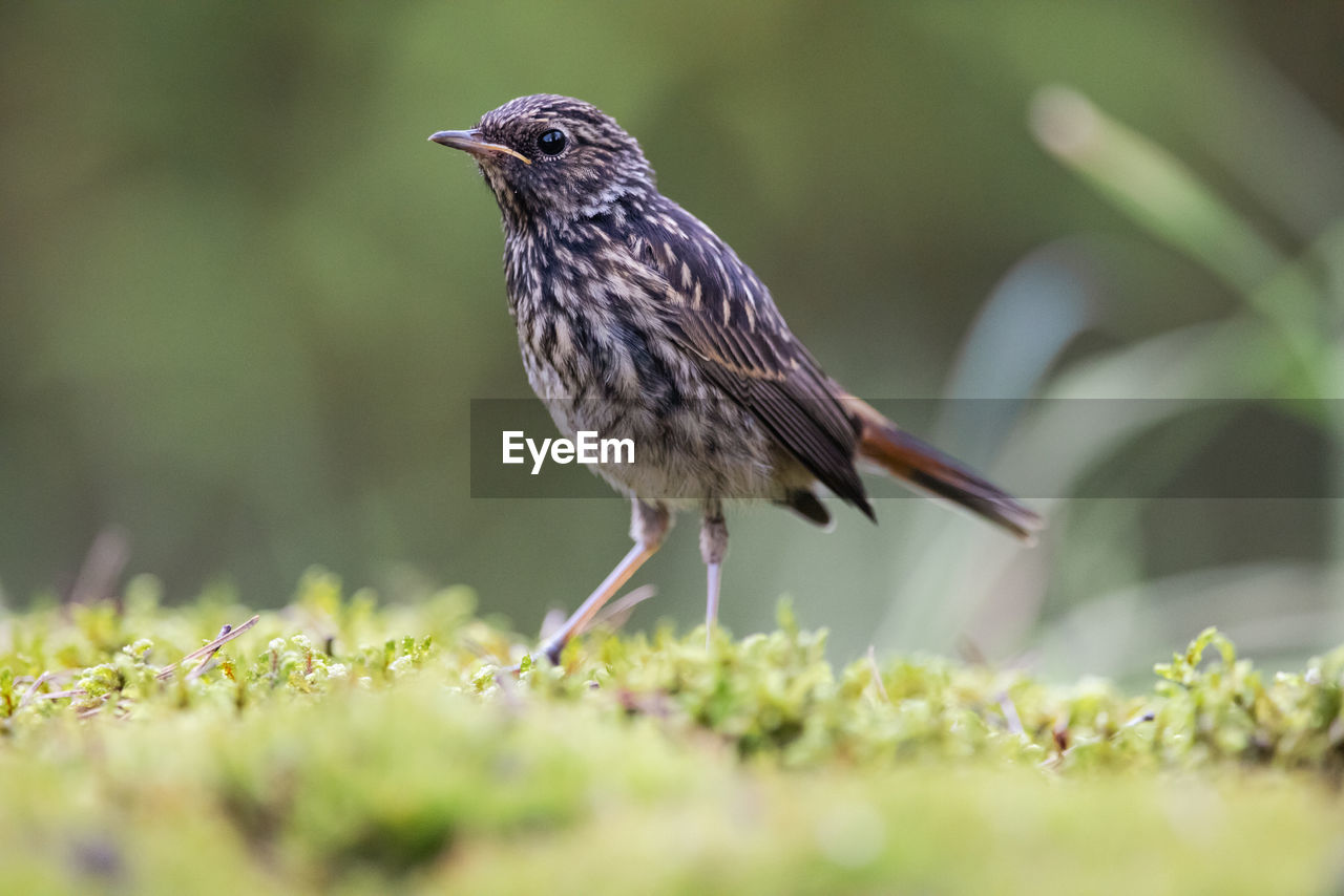 animal themes, animal, bird, animal wildlife, wildlife, one animal, beak, selective focus, plant, grass, nature, full length, songbird, side view, perching, no people, outdoors, day, beauty in nature, close-up, field, meadow, surface level, eating, environment