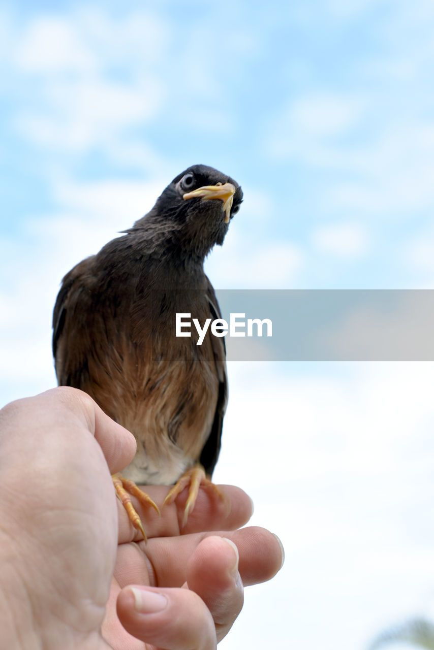 Person holding bird against sky