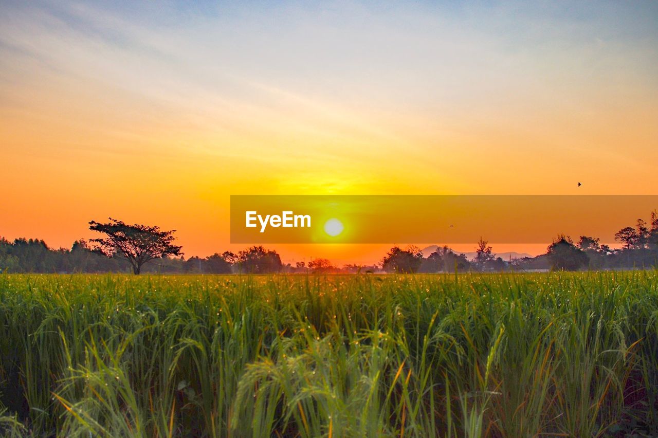 Scenic view of agricultural field against sky during sunset