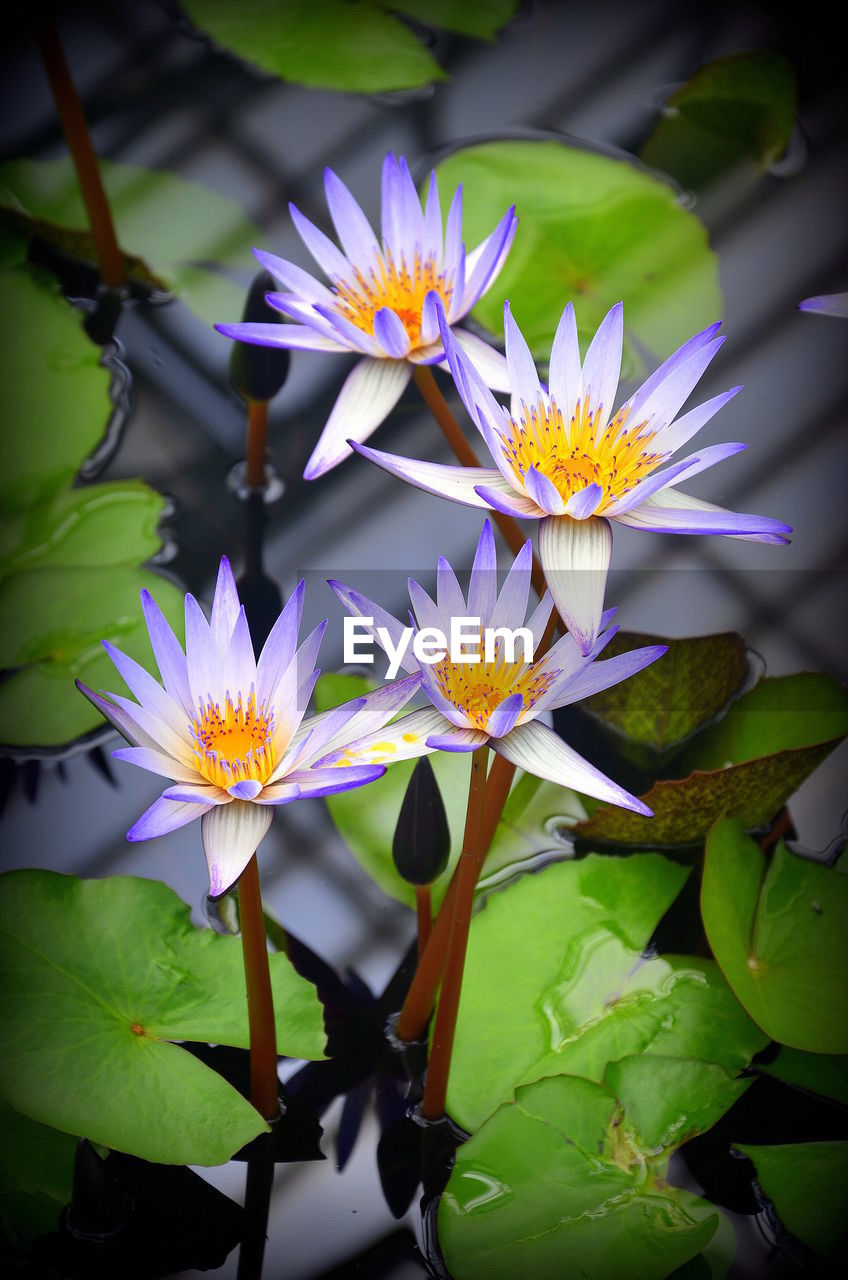 CLOSE-UP OF FLOWERS BLOOMING