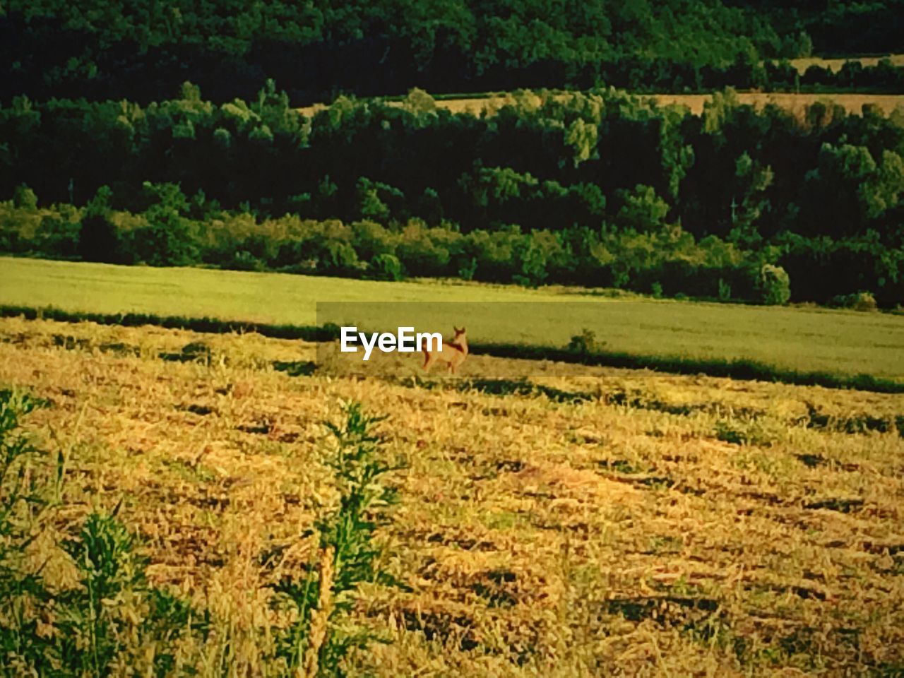 TREES ON GRASSY FIELD