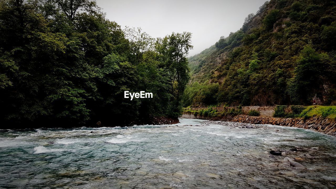 SCENIC VIEW OF RIVER AMIDST TREES IN FOREST