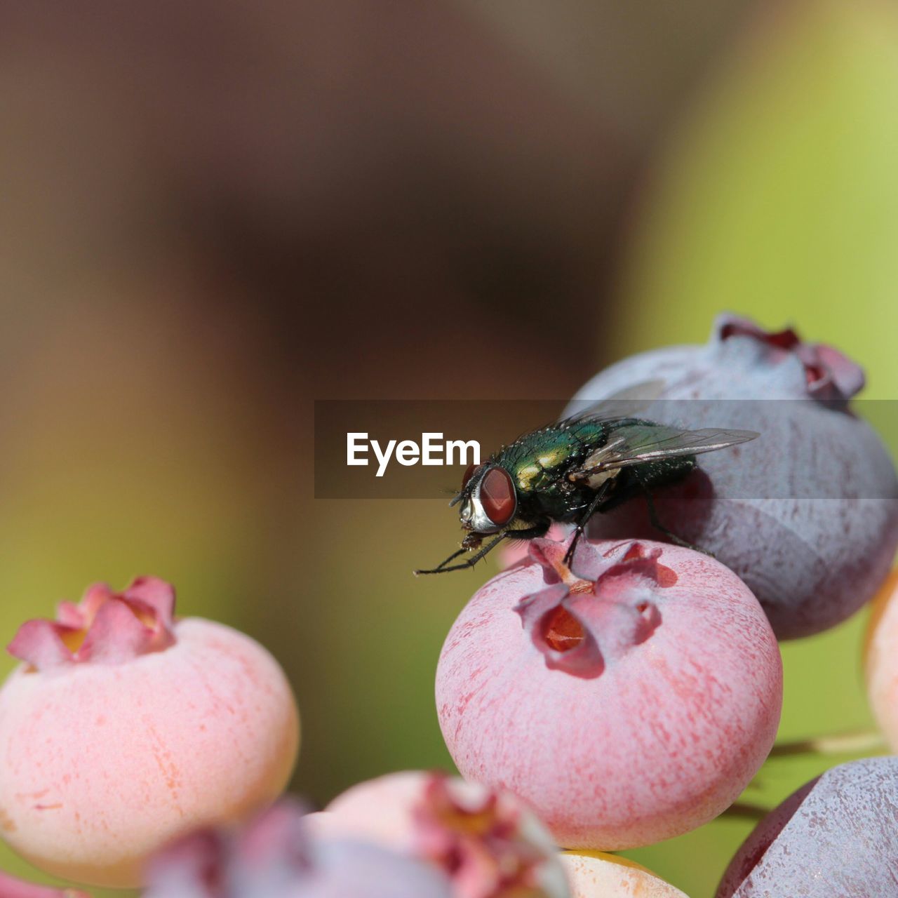 Close-up of insect pollinating flower