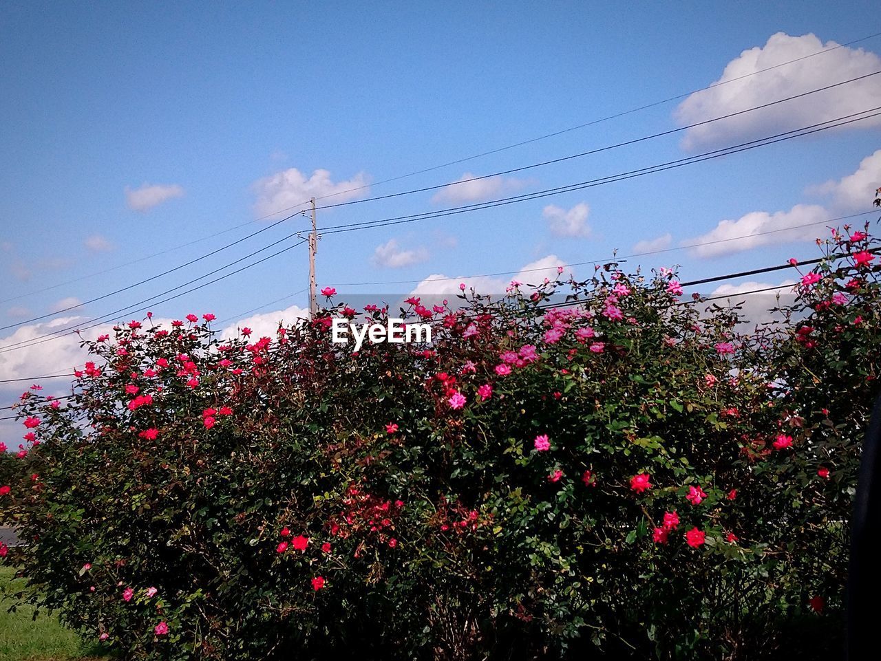 LOW ANGLE VIEW OF FLOWERING PLANT AGAINST SKY