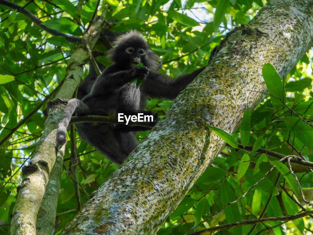 animal, animal themes, tree, animal wildlife, plant, wildlife, primate, rainforest, mammal, jungle, nature, monkey, one animal, forest, branch, ape, land, leaf, environment, plant part, no people, green, low angle view, sitting, outdoors, tropical rainforest, relaxation, new world monkey, climbing, day, beauty in nature, natural environment