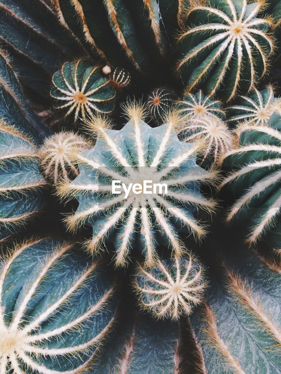 Close-up of cacti