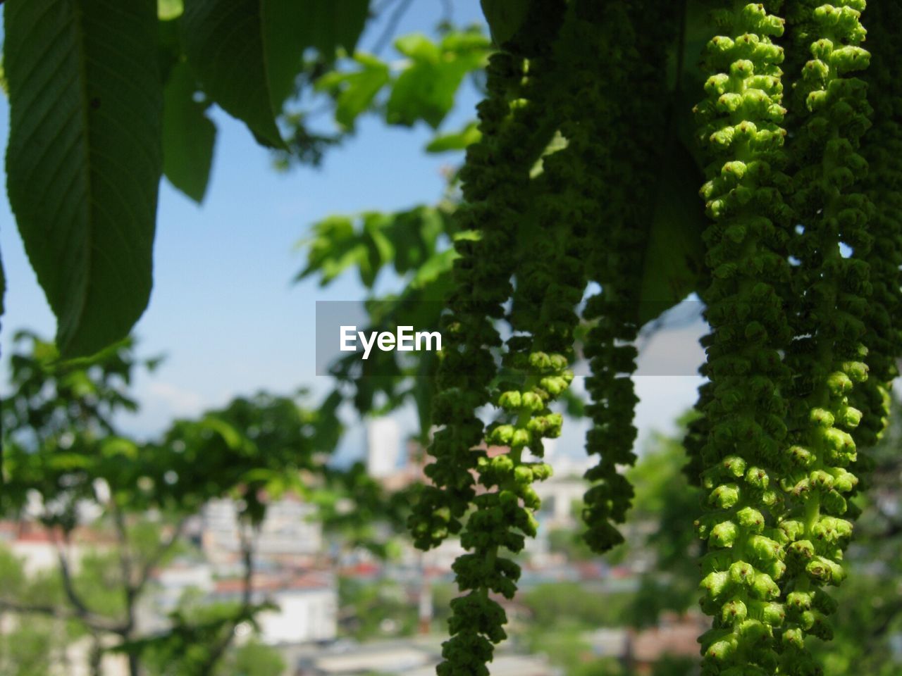 TREES GROWING ON PLANT AGAINST SKY