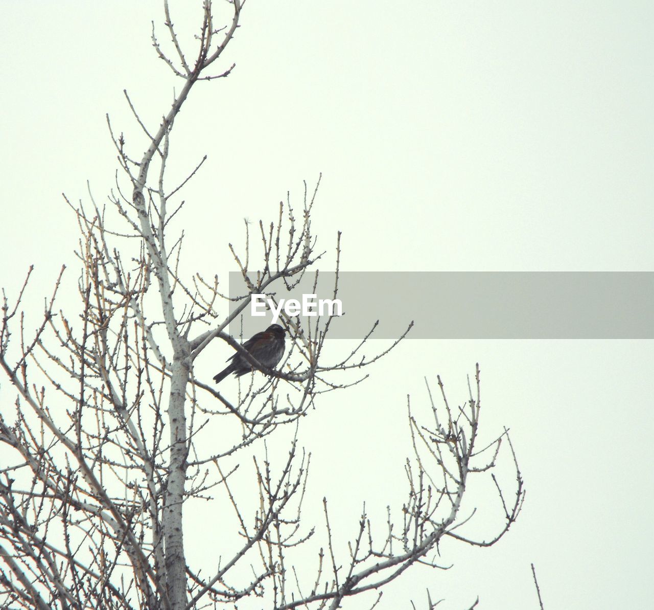 Low angle view of bird on bare tree against clear sky during winter