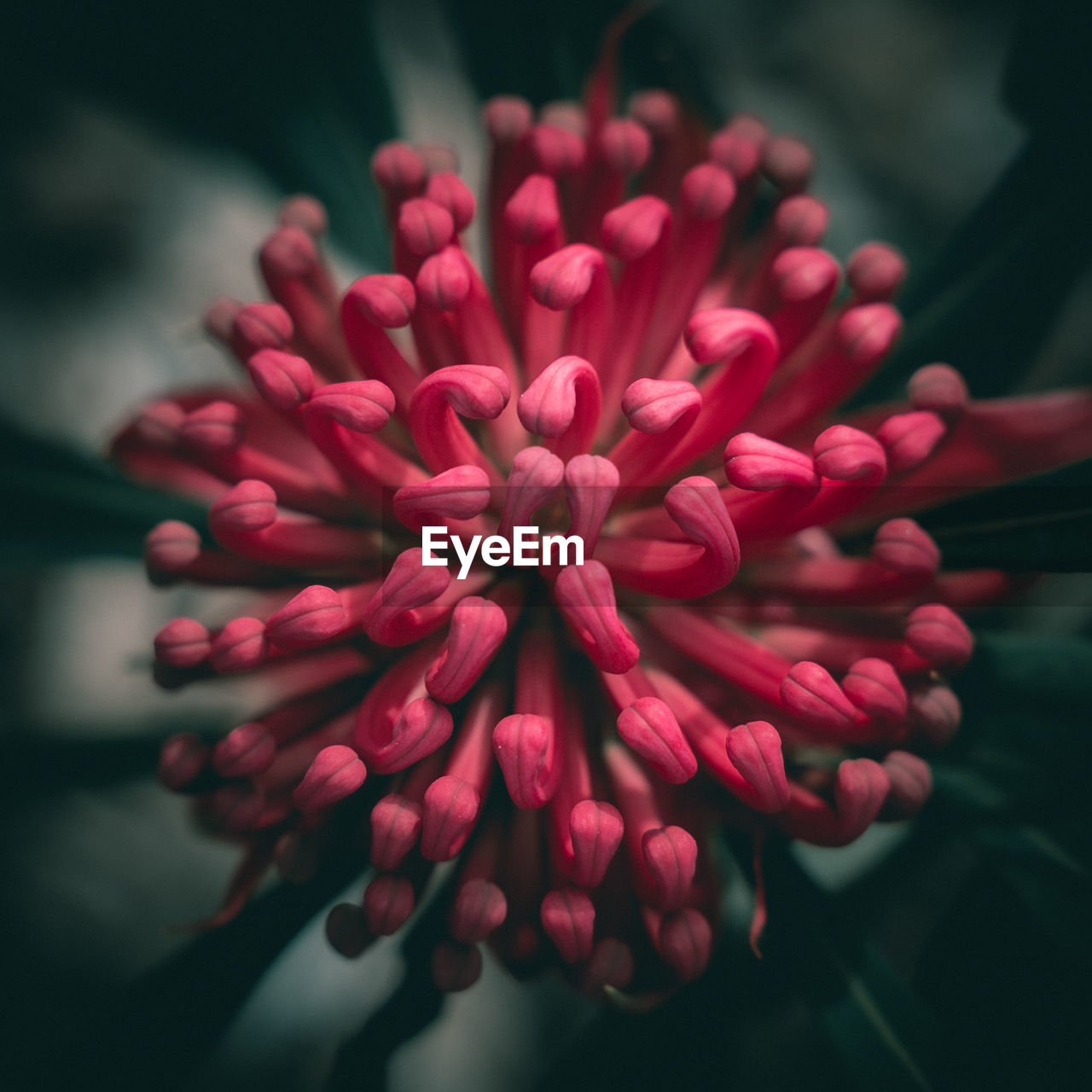 Close-up of pink flower