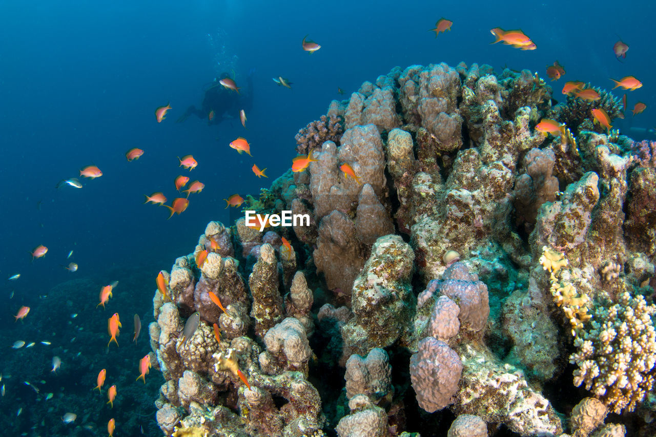 FISH SWIMMING UNDERWATER