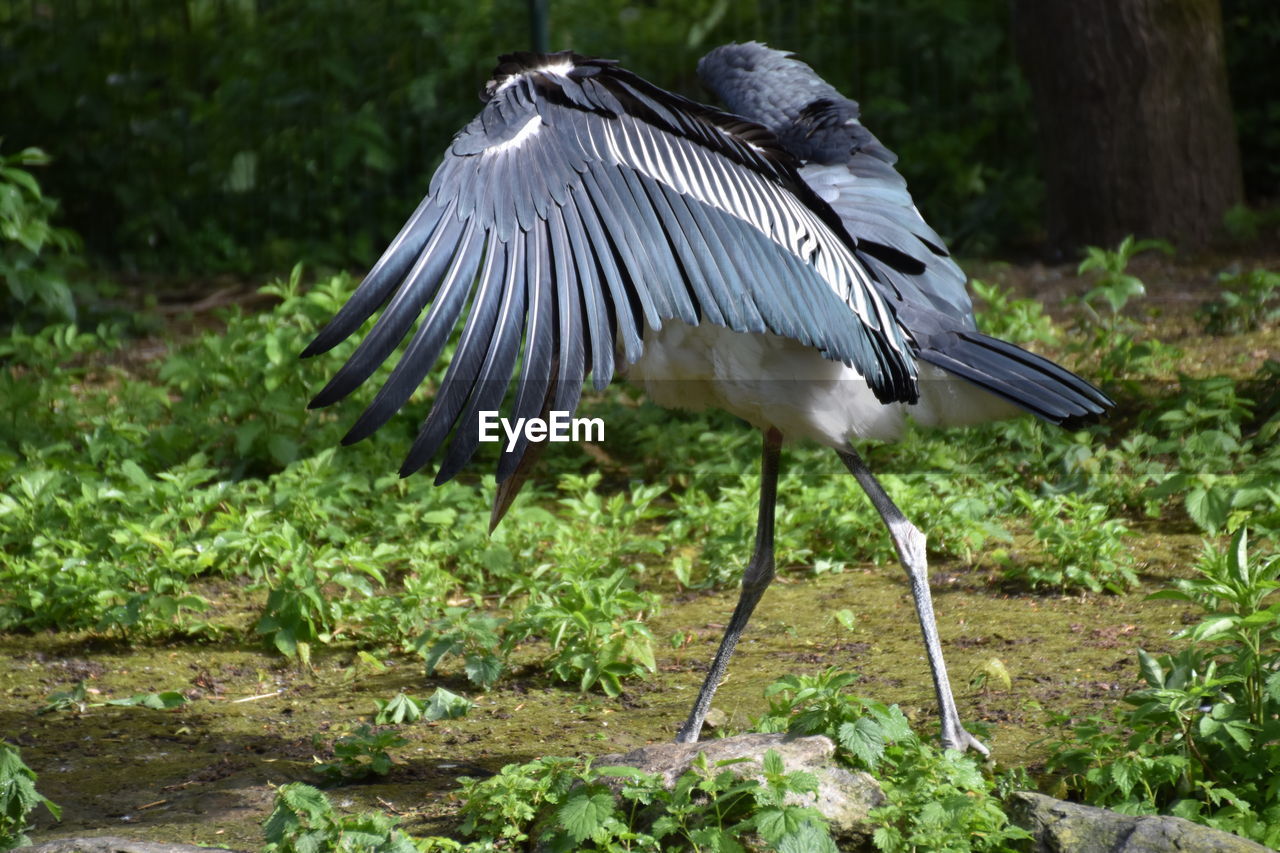 Bird flying over a field