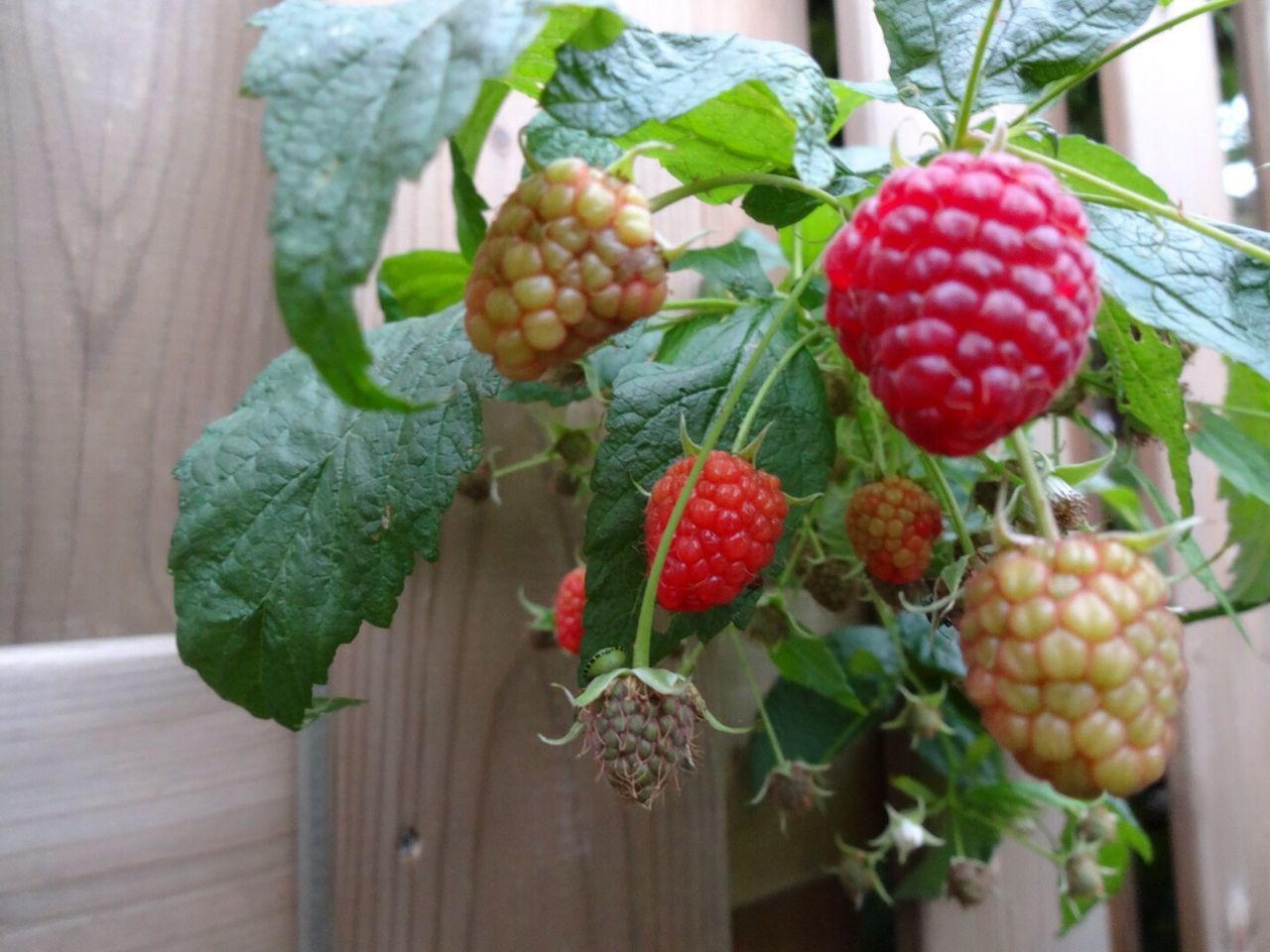 CLOSE-UP OF RED FRUITS IN BOWL