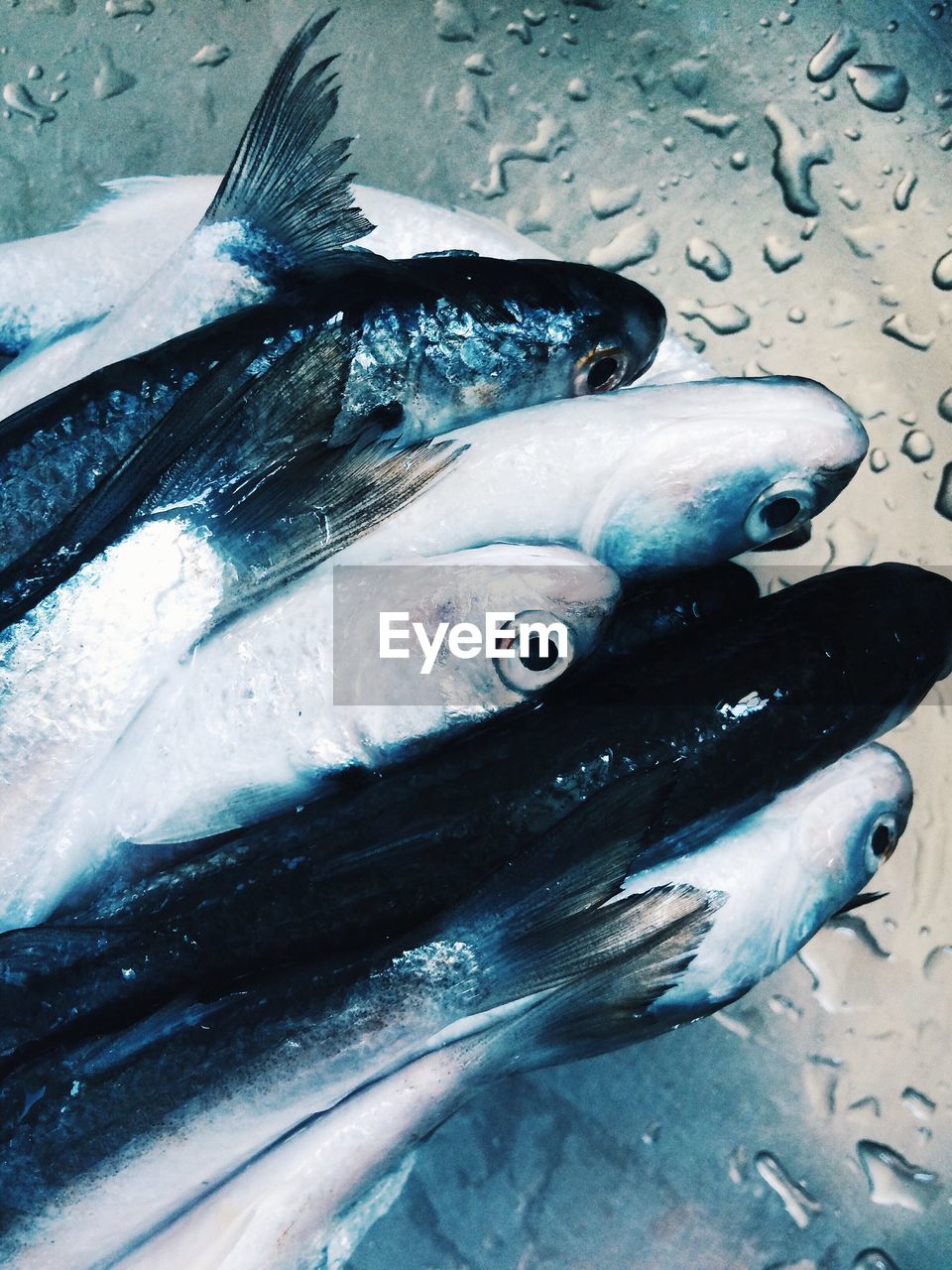 High angle view of fish on wet table